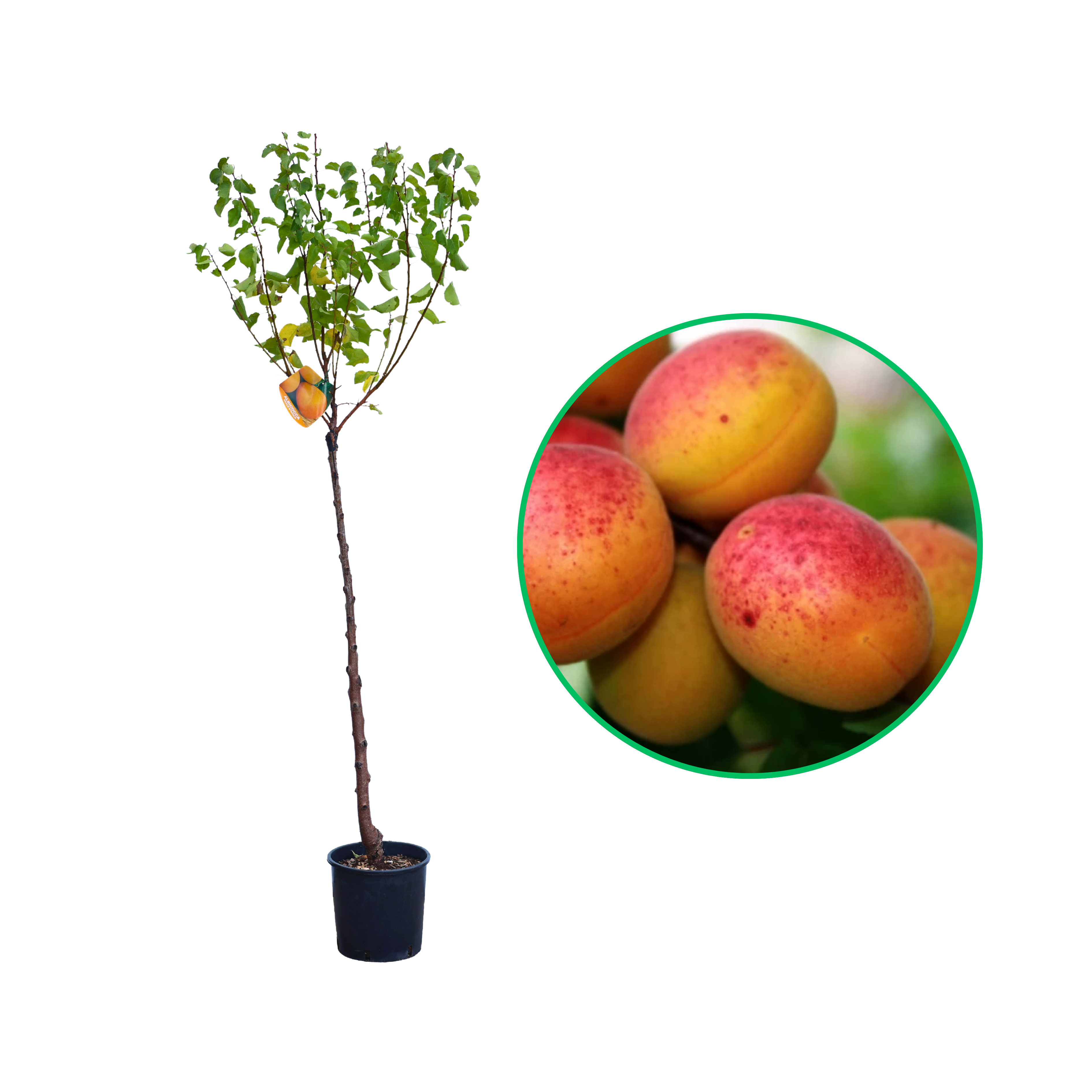 Cais Reale D`imola, Prunus Armeniaca