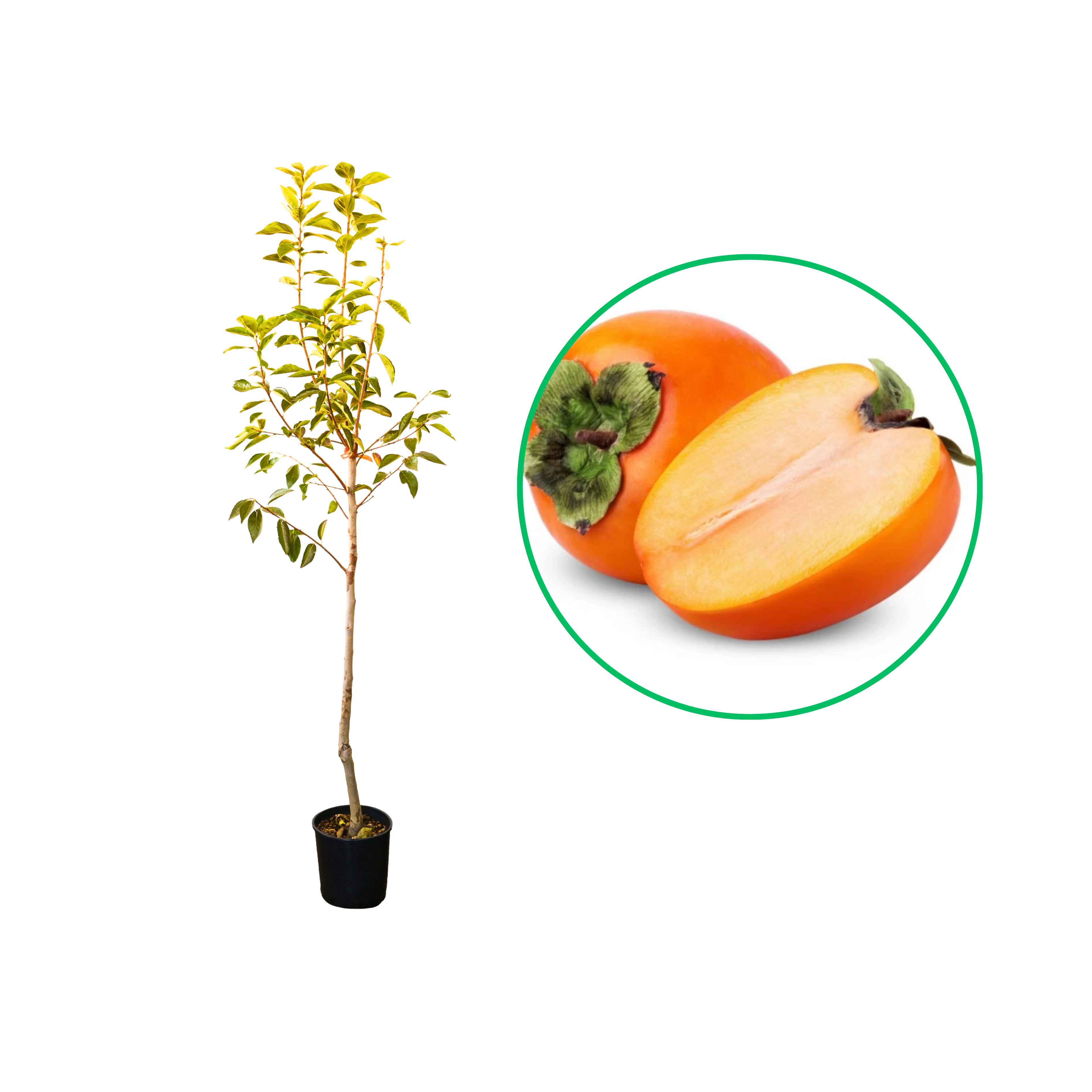 Kaki Sharon, Diospyros Kaki