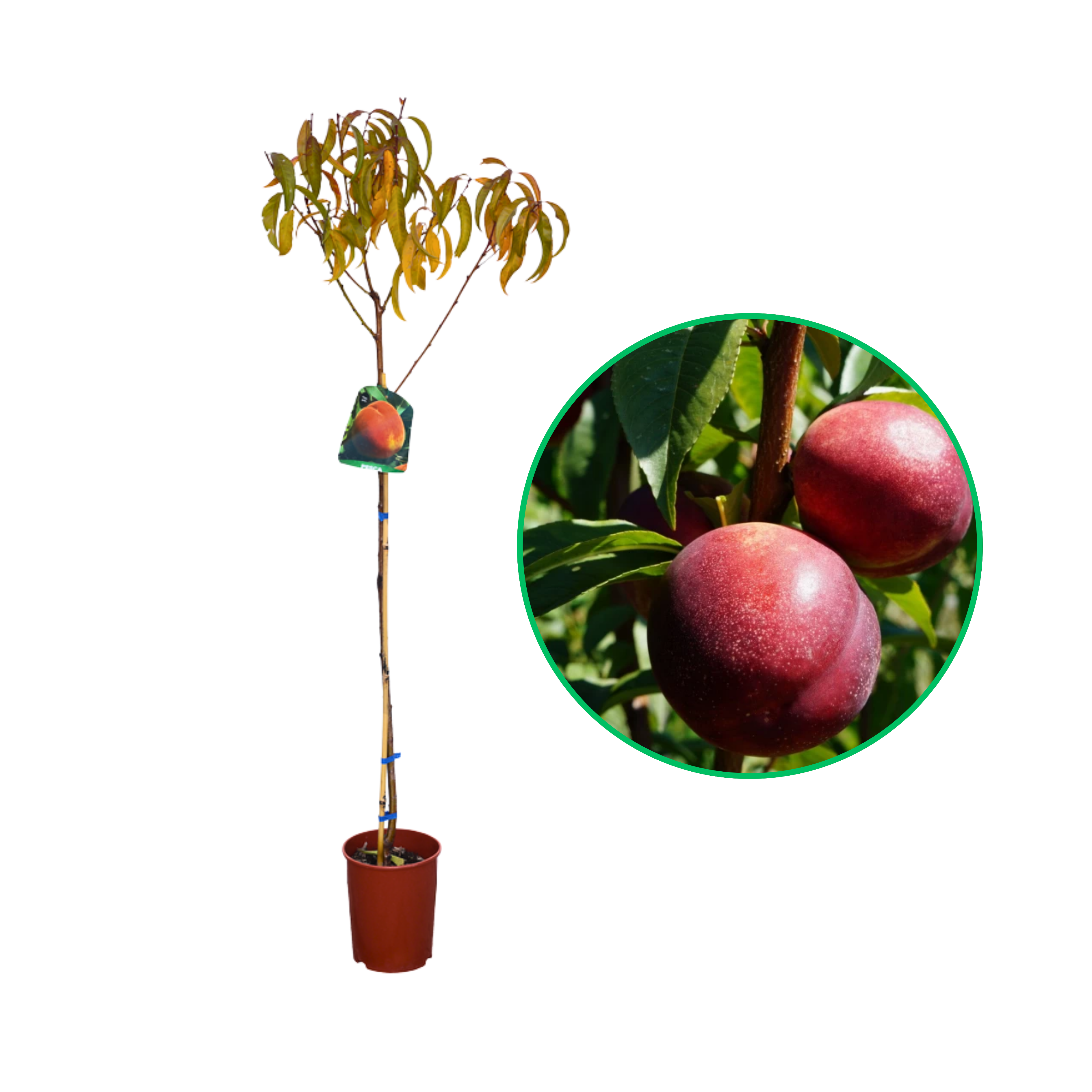 Nectarin Harco, Prunus Persica var. Nucipersica