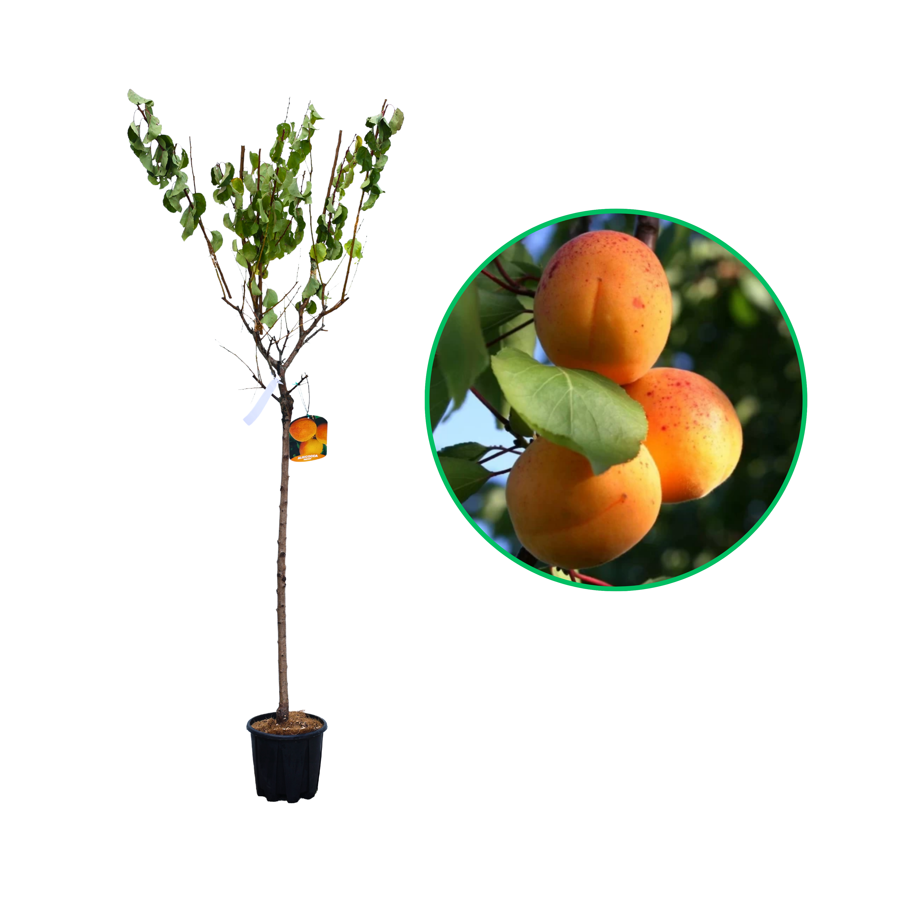 Cais Luizet, Prunus Armeniaca