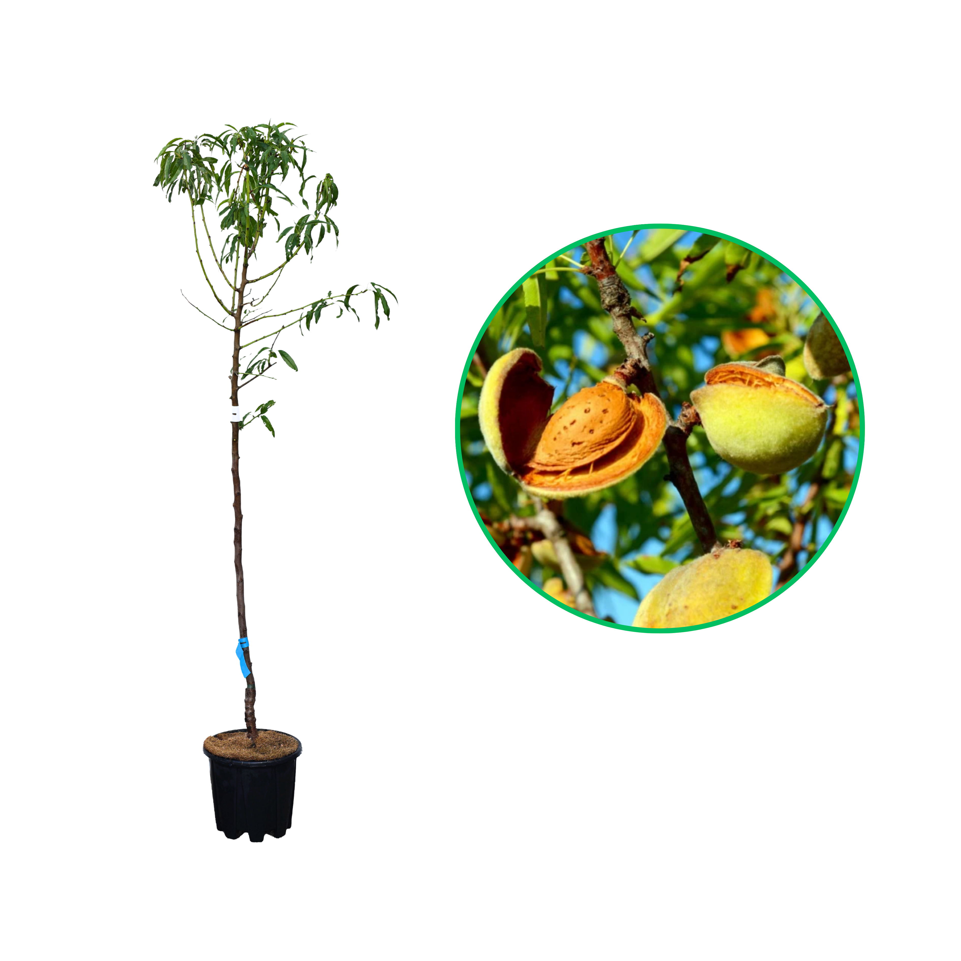 Migdal Genco, Amygdalus Communis