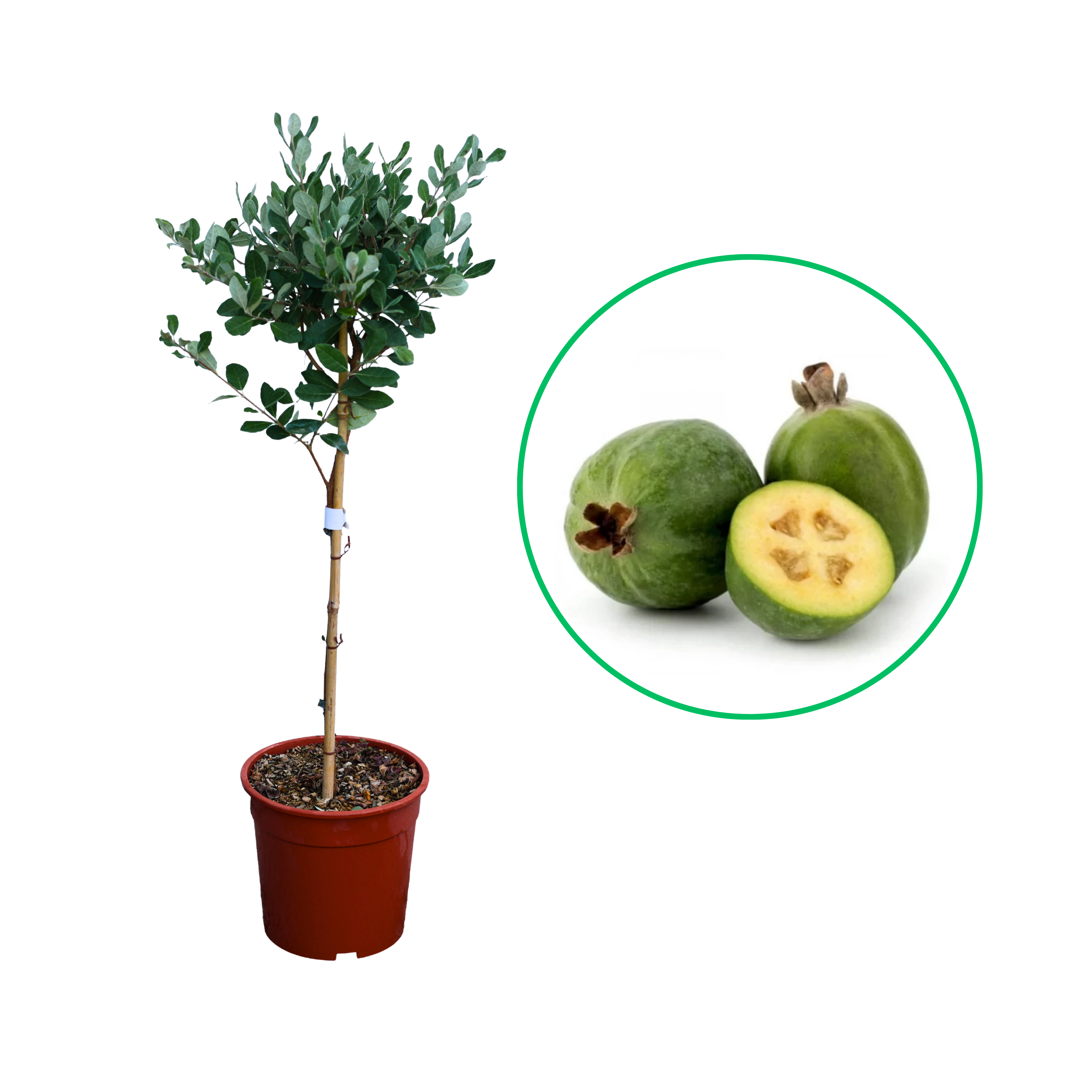 Ananas Guava Mamut, Feijoa Sellowiana