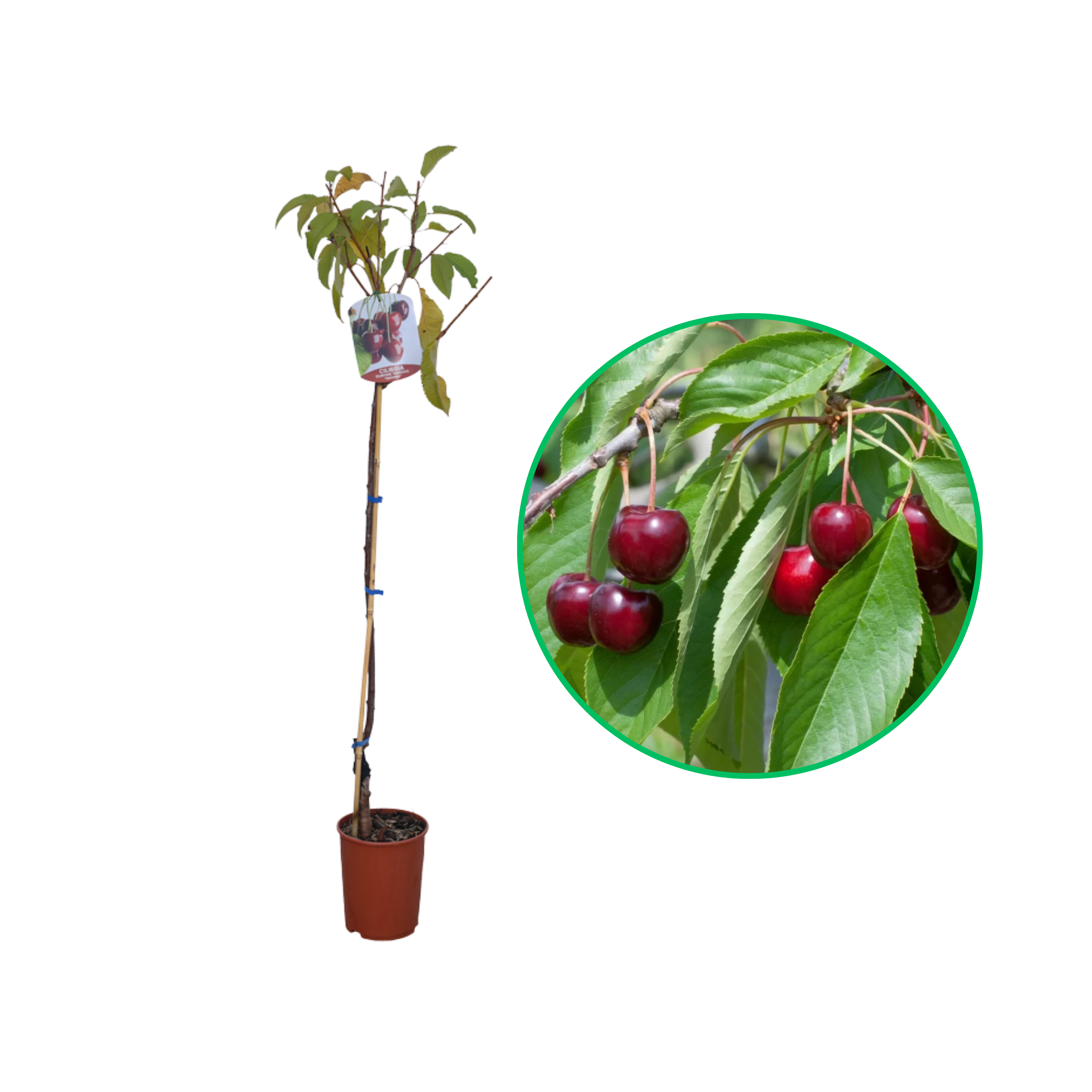 Cires Regina, Prunus Avium