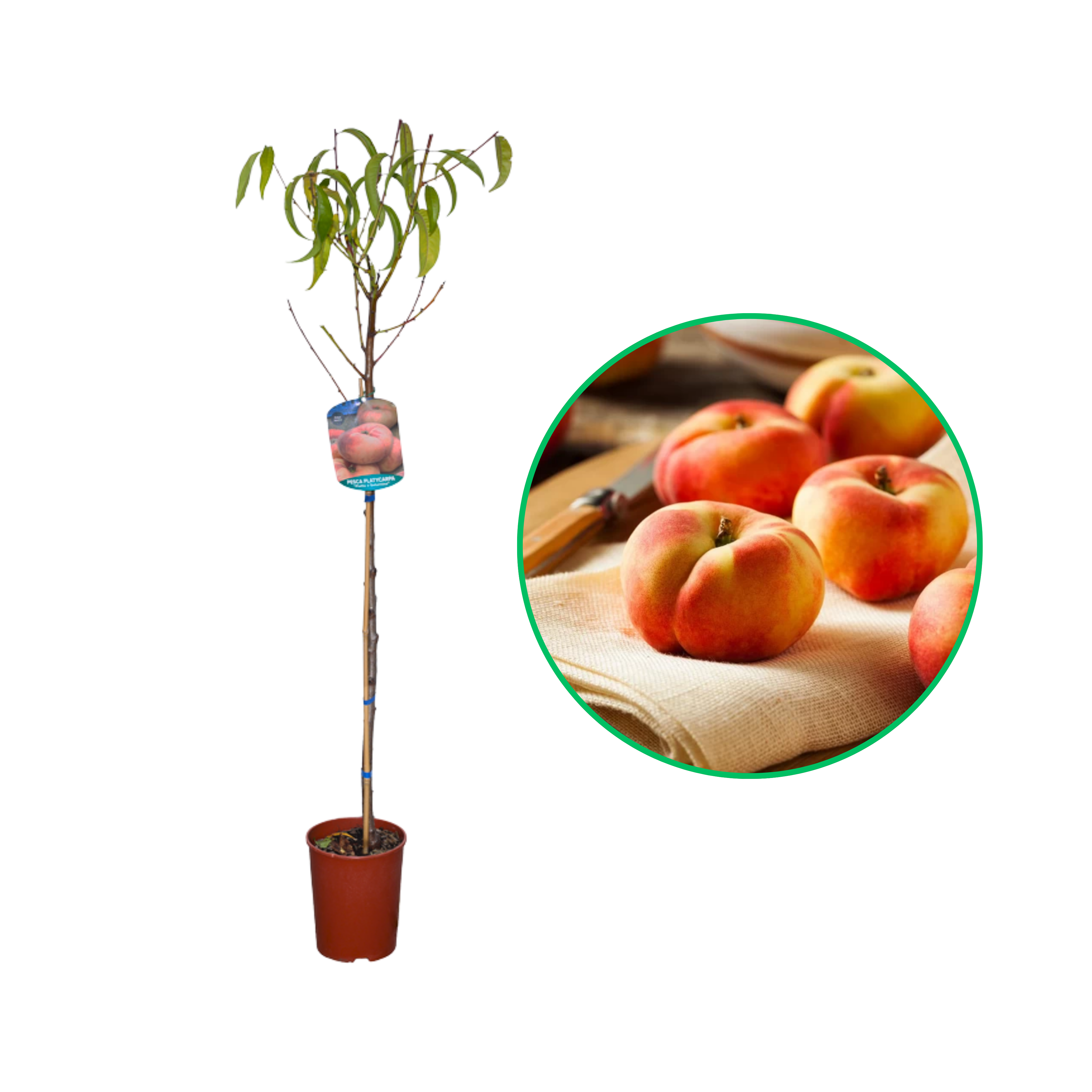 Piersic Plat Saturn, Prunus Persica