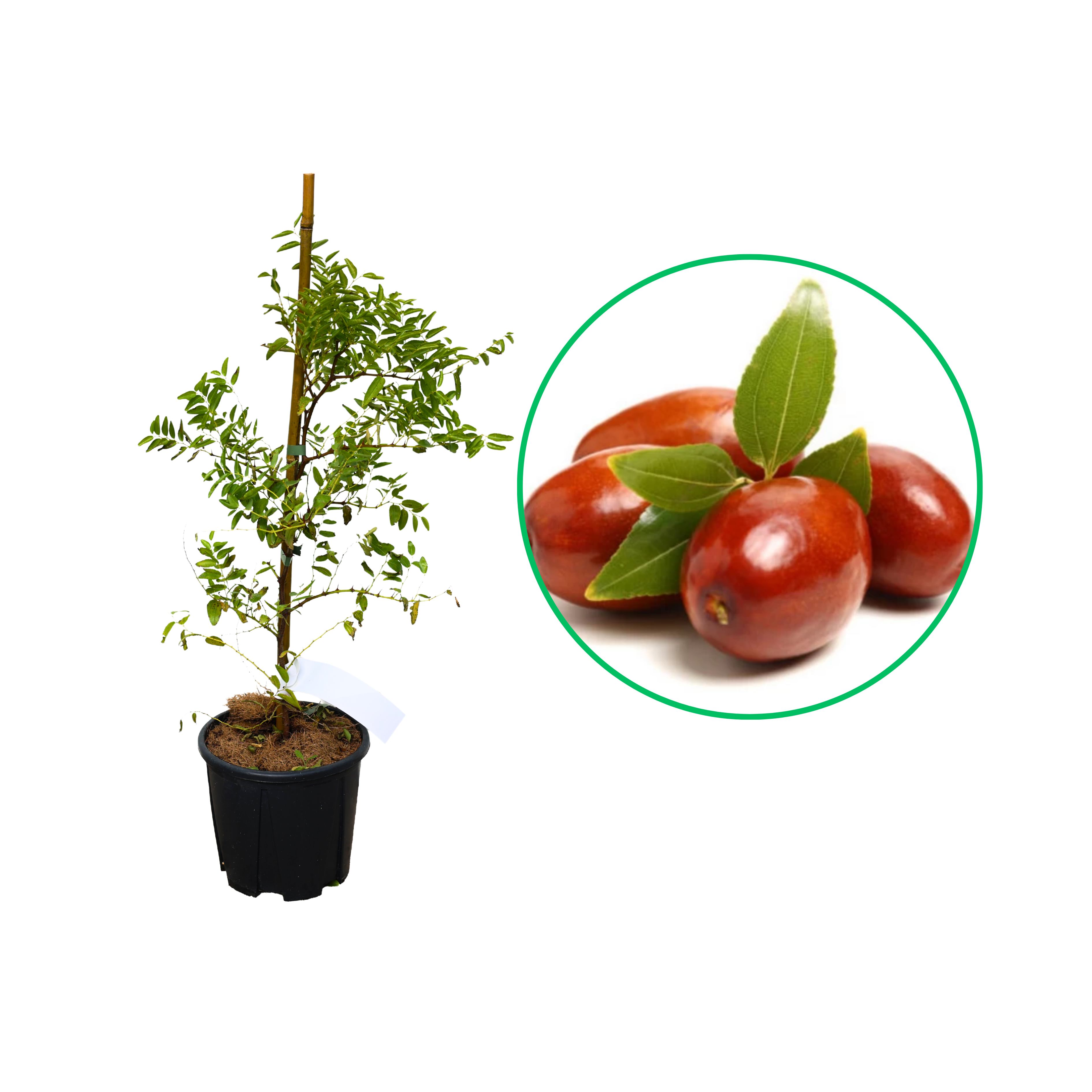 Curmal Chinezesc Lang, Ziziphus Jujuba