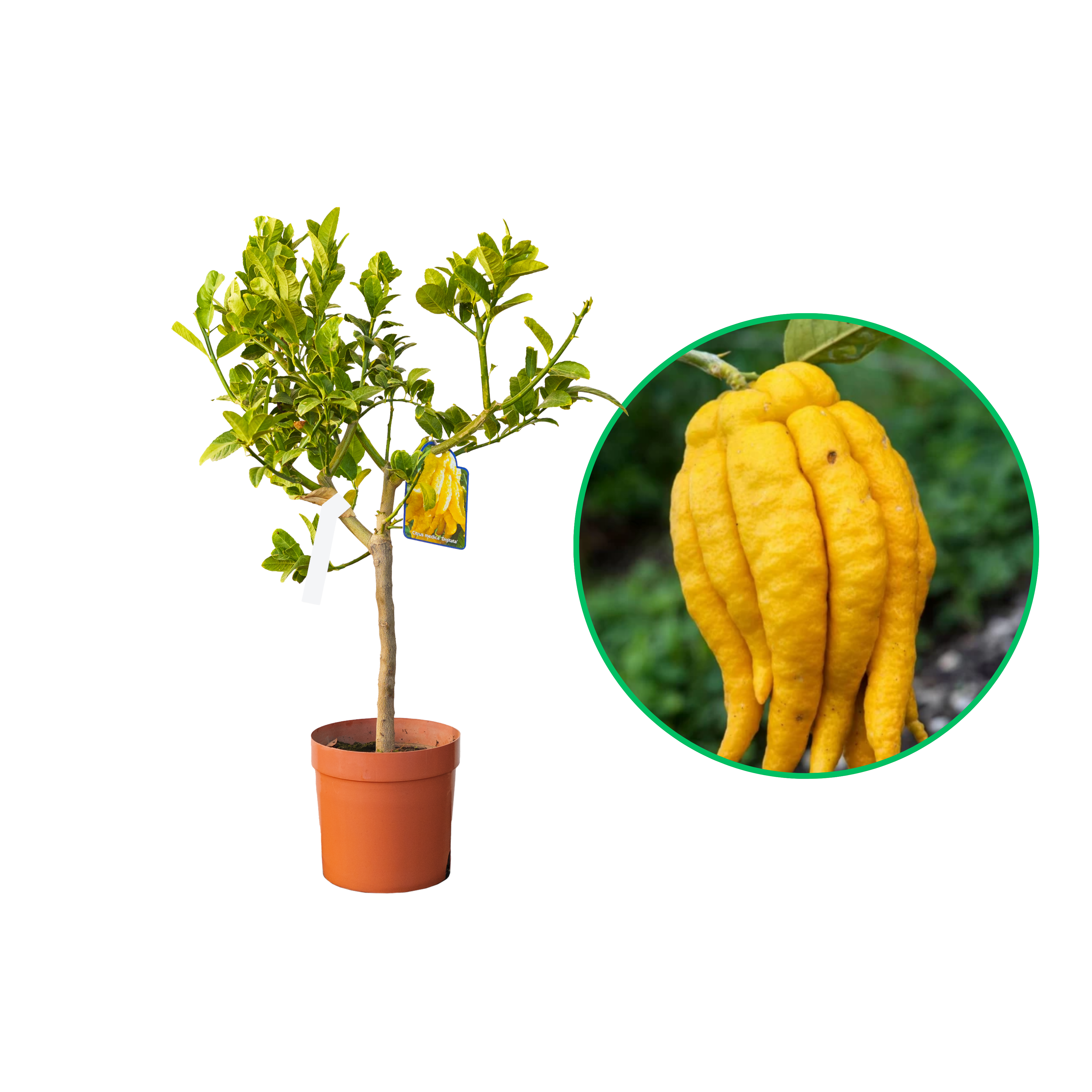 Lamai Mana lui Buddha, Citrus Medica Digitata Mano di Buddha