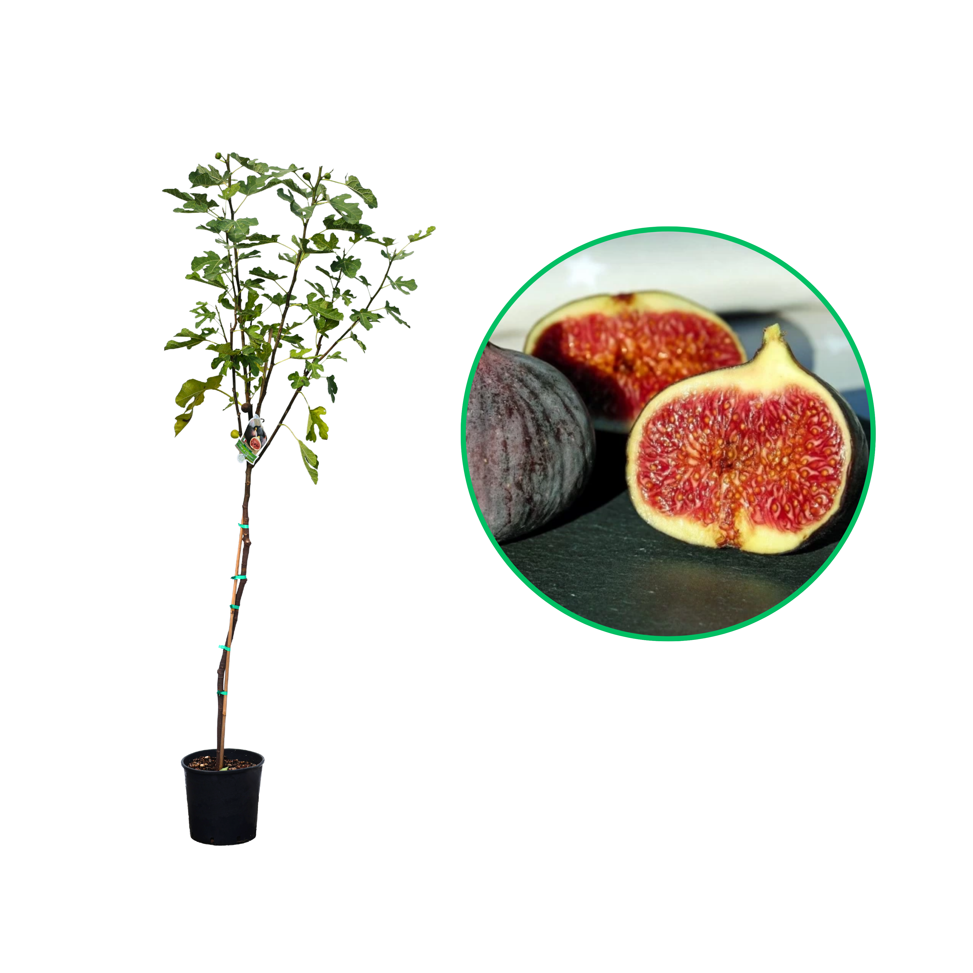 Smochin Rouge de Bordeaux, Ficus Carica