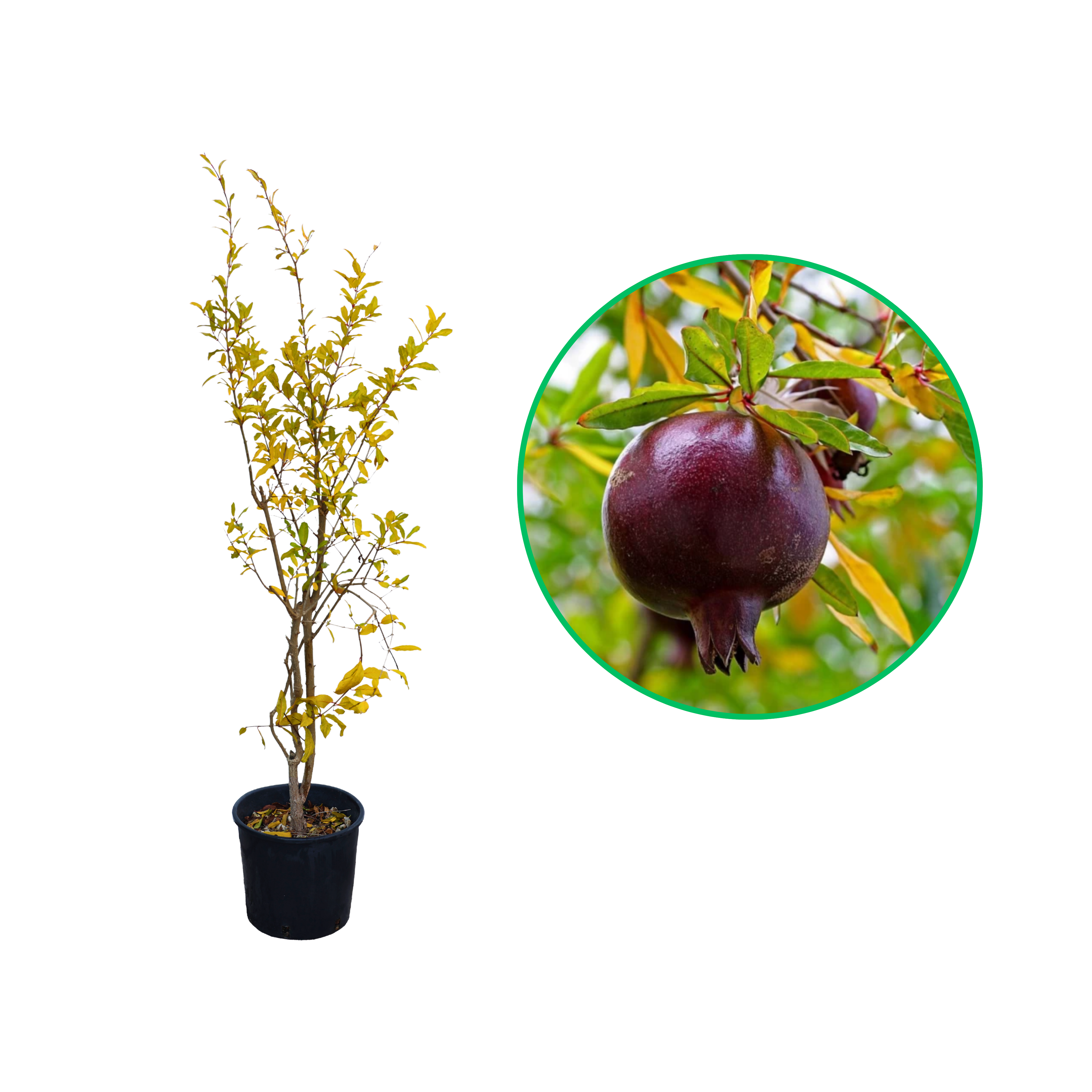 Rodiu Nero, Punica Granatum