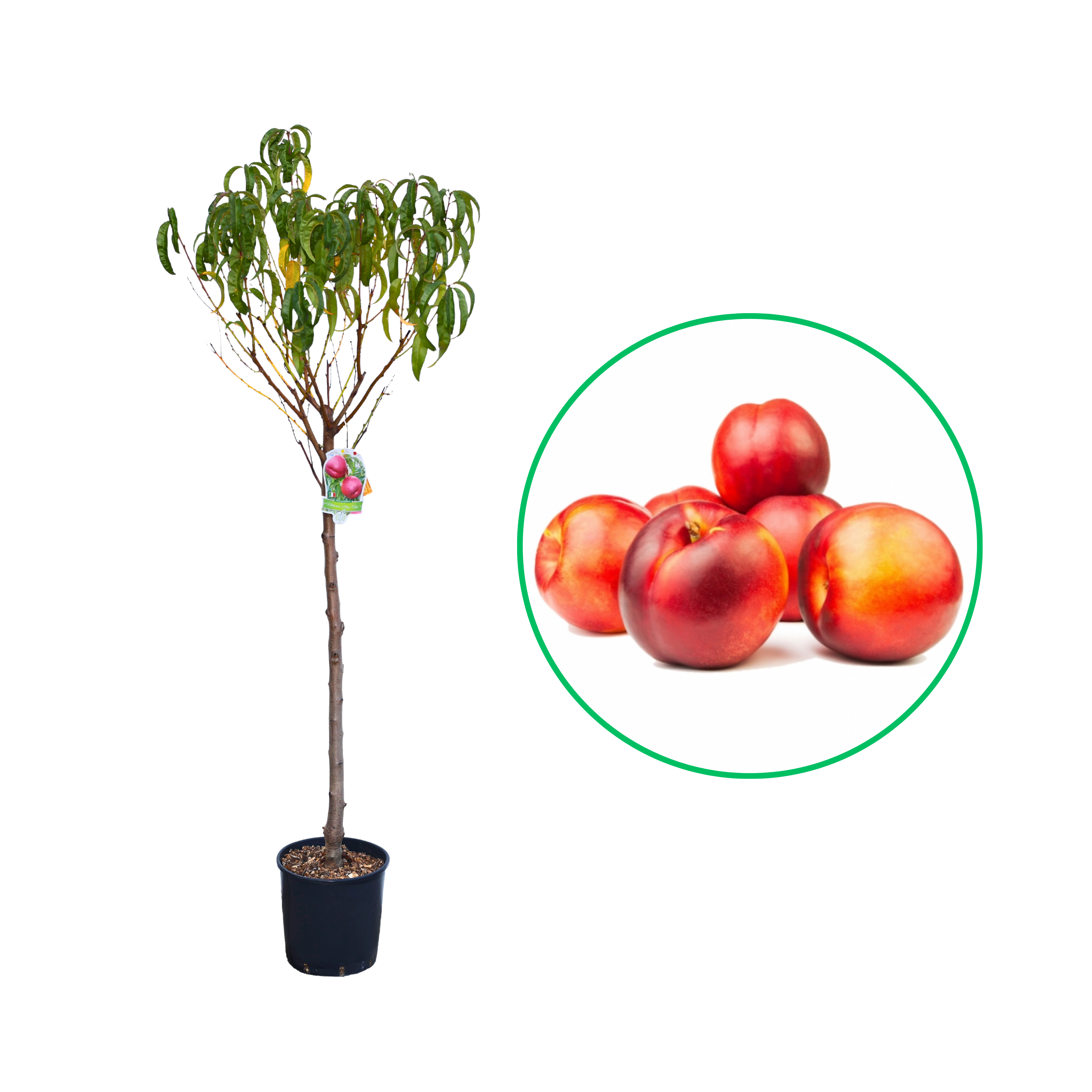 Nectarin Big Top, Prunus Persica var. Nucipersica