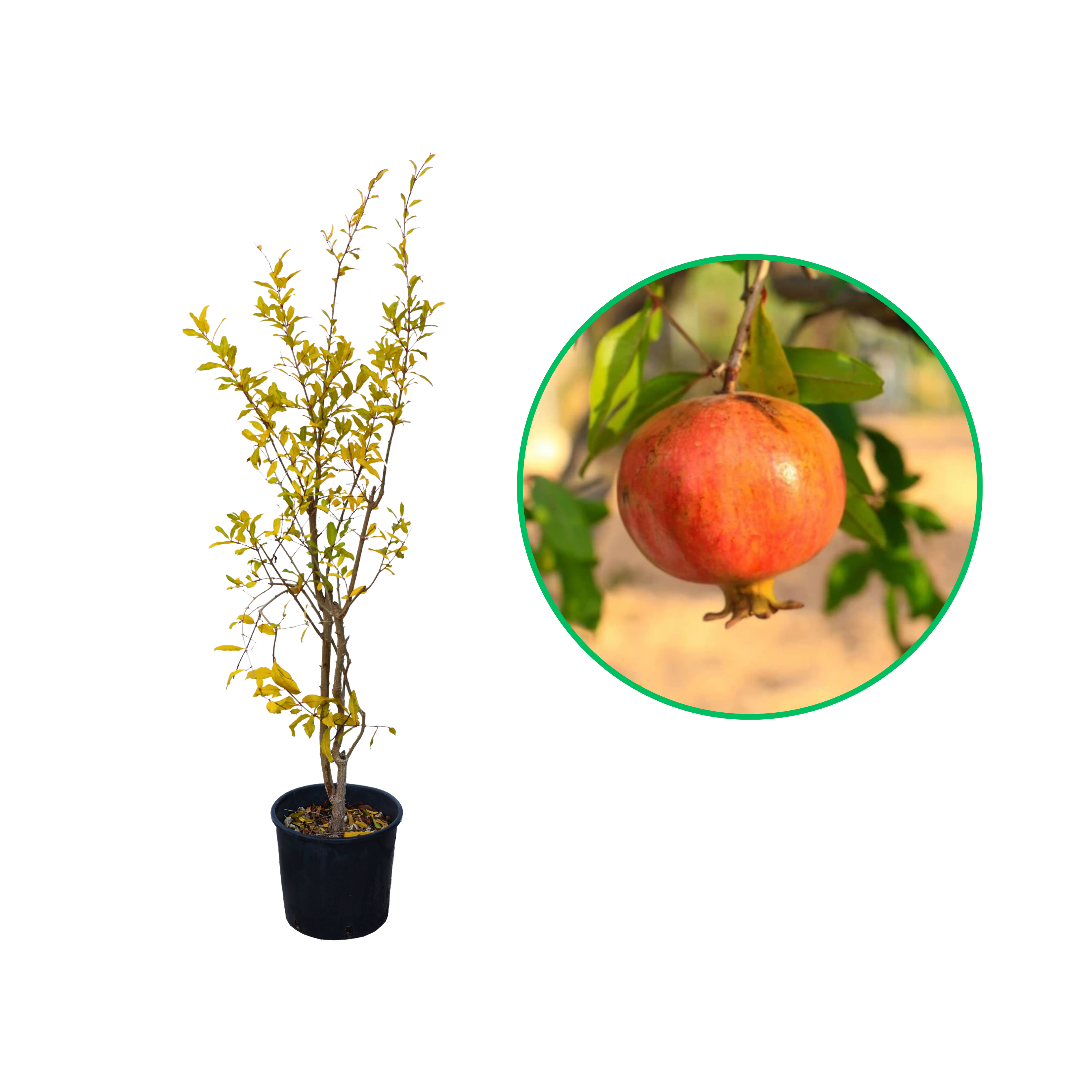 Rodiu Mollar D Elche, Punica Granatum