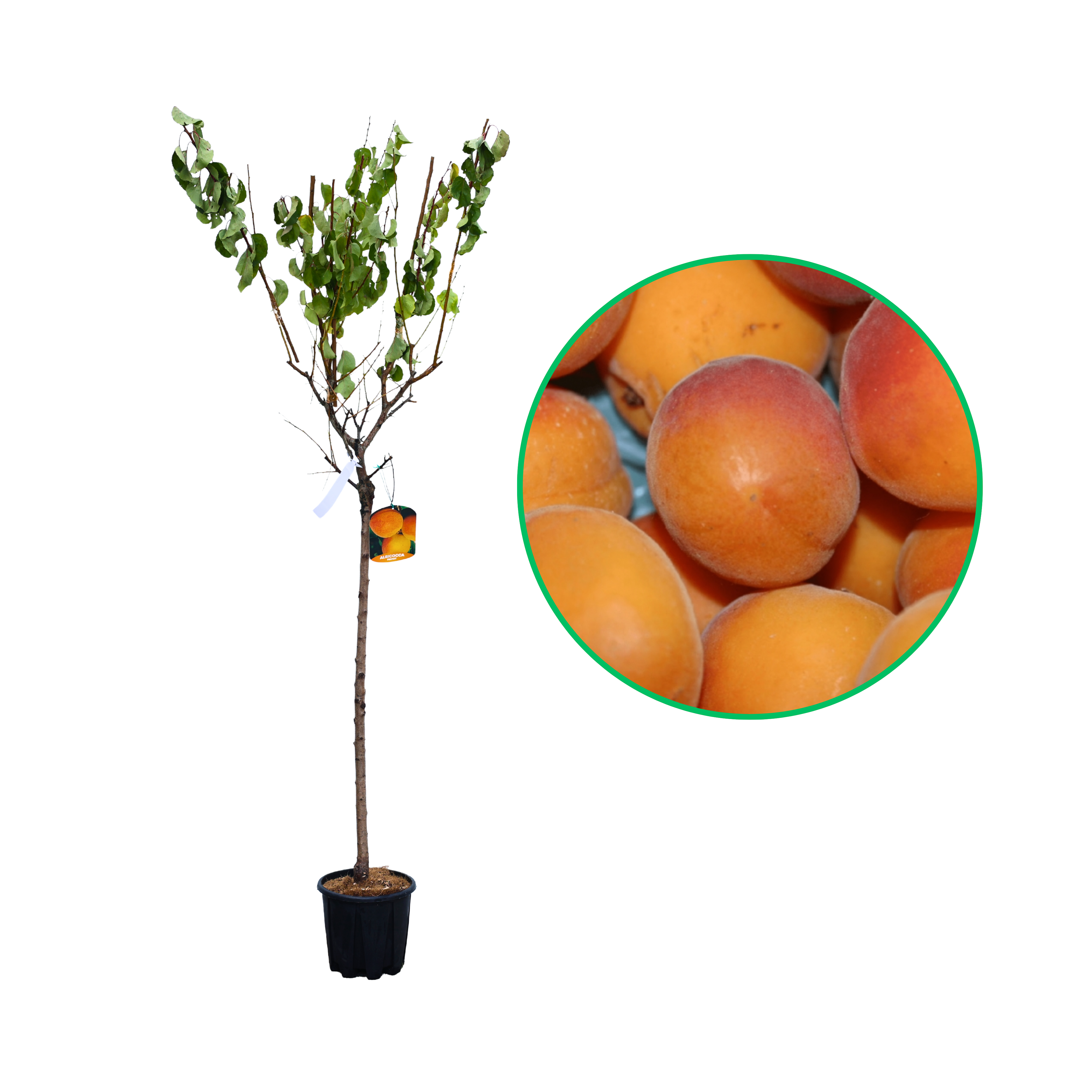 Cais Paviot, Prunus Armeniaca