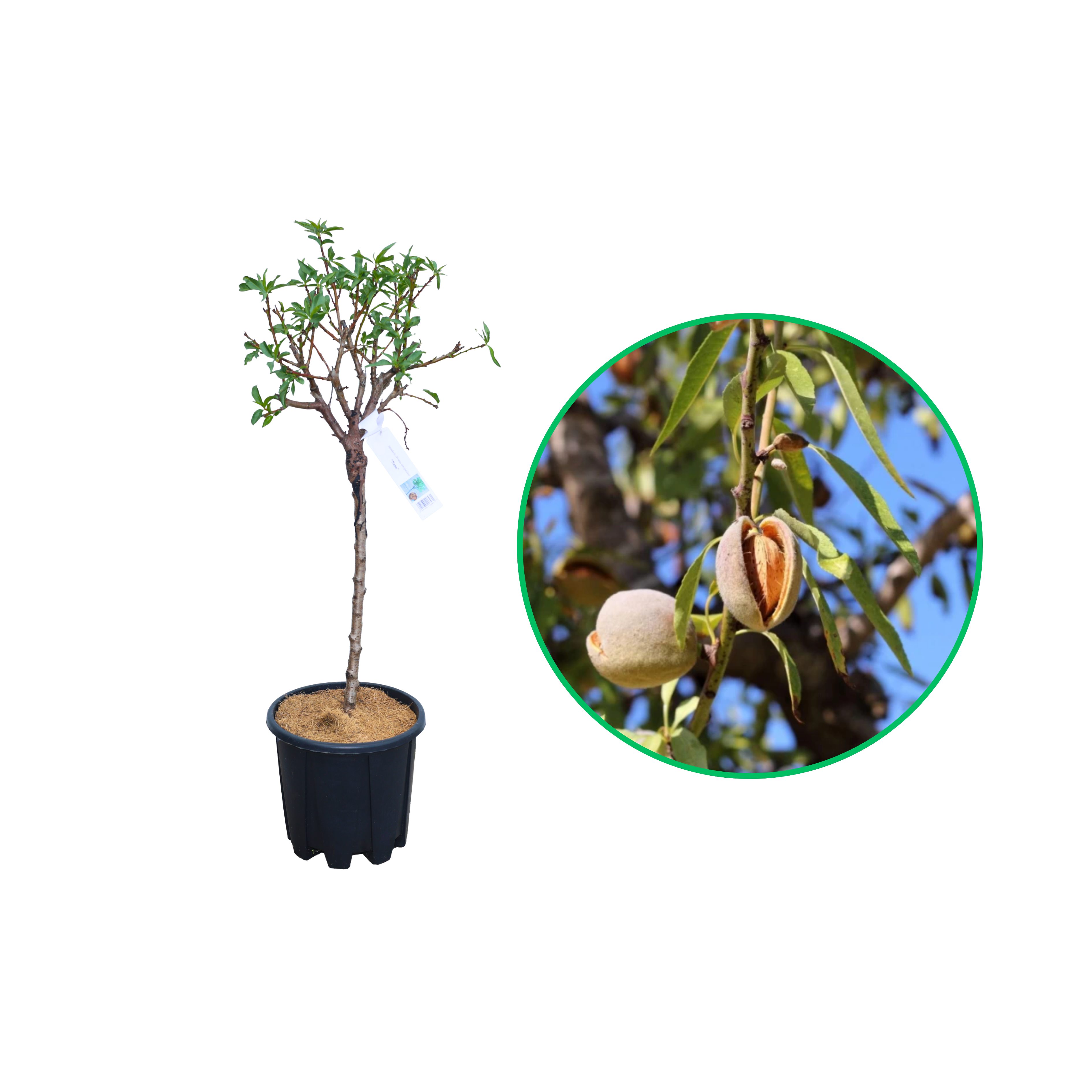 Migdal Pitic, Amygdalus Communis