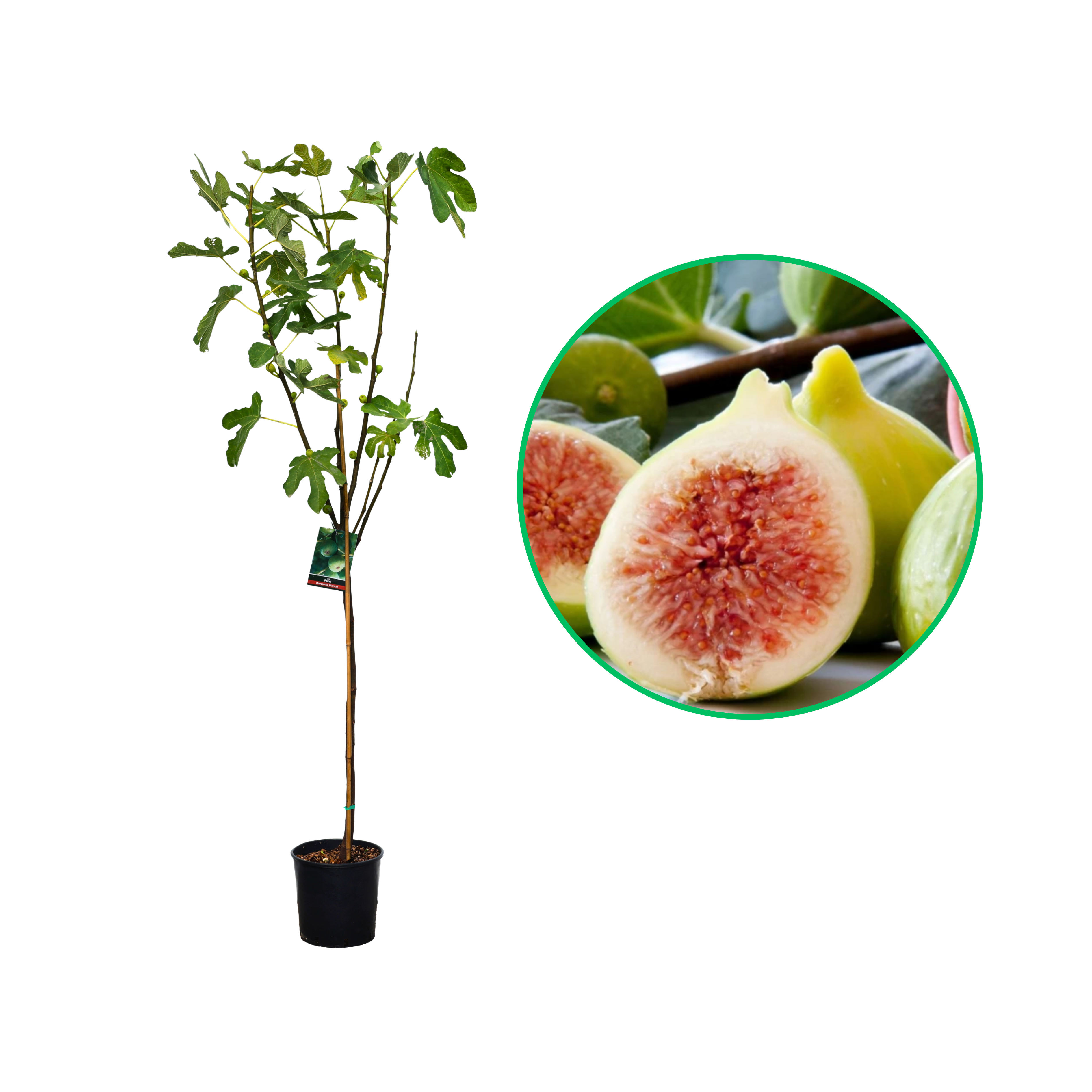 Smochin Fiorone Bianco, Ficus Carica