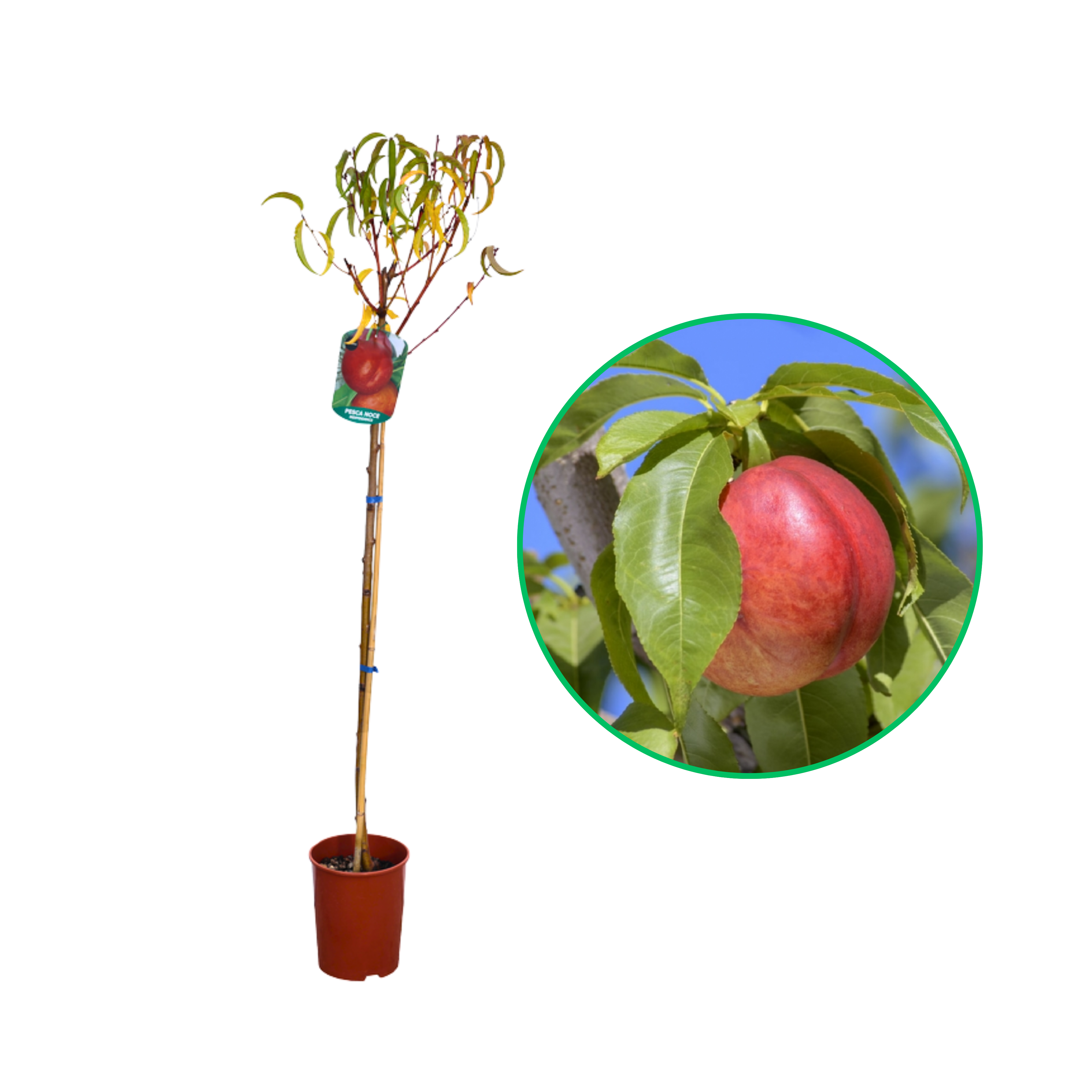 Nectarin Independence, Prunus Persica var. Nucipersica