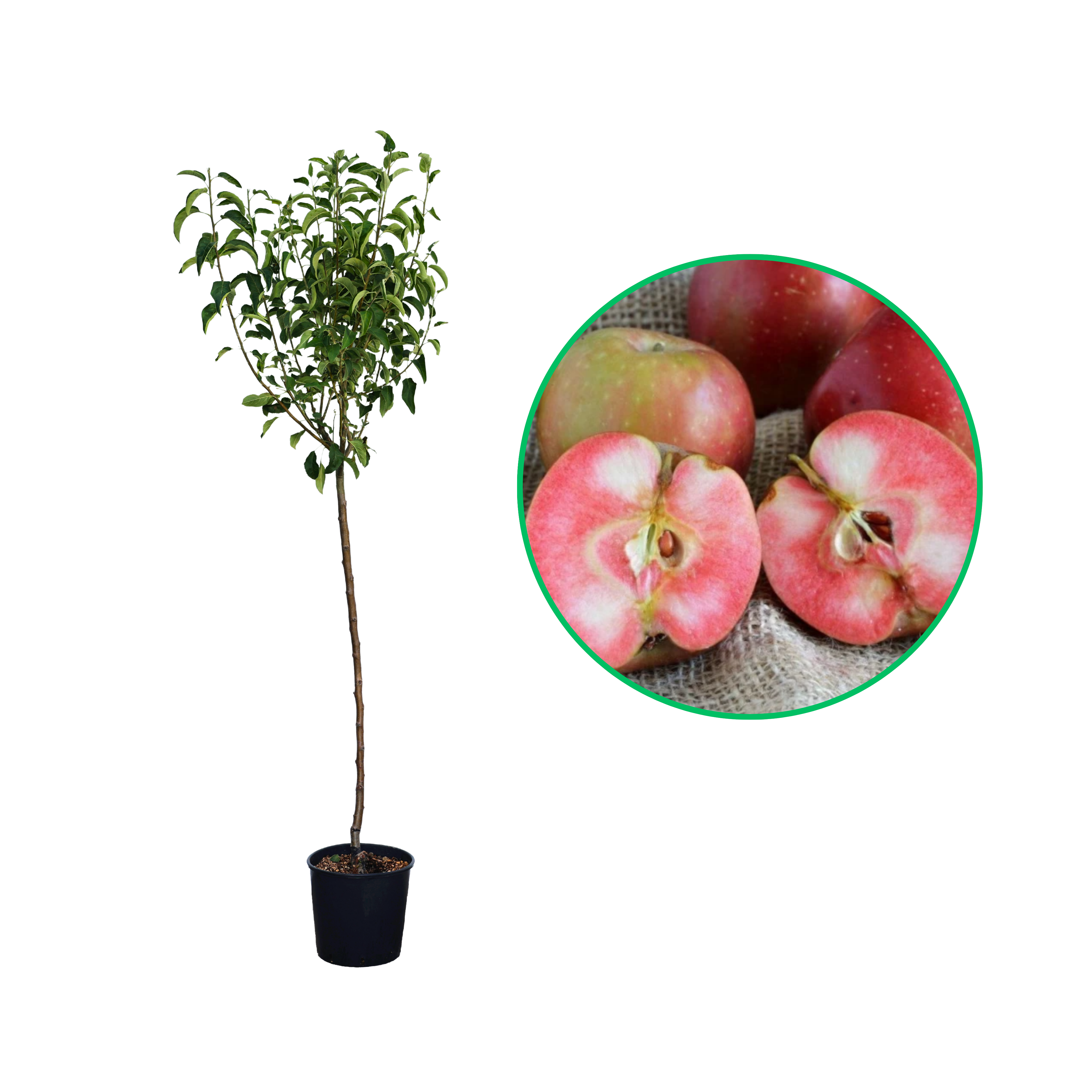 Mar Polpa Rossa, Malus Domestica