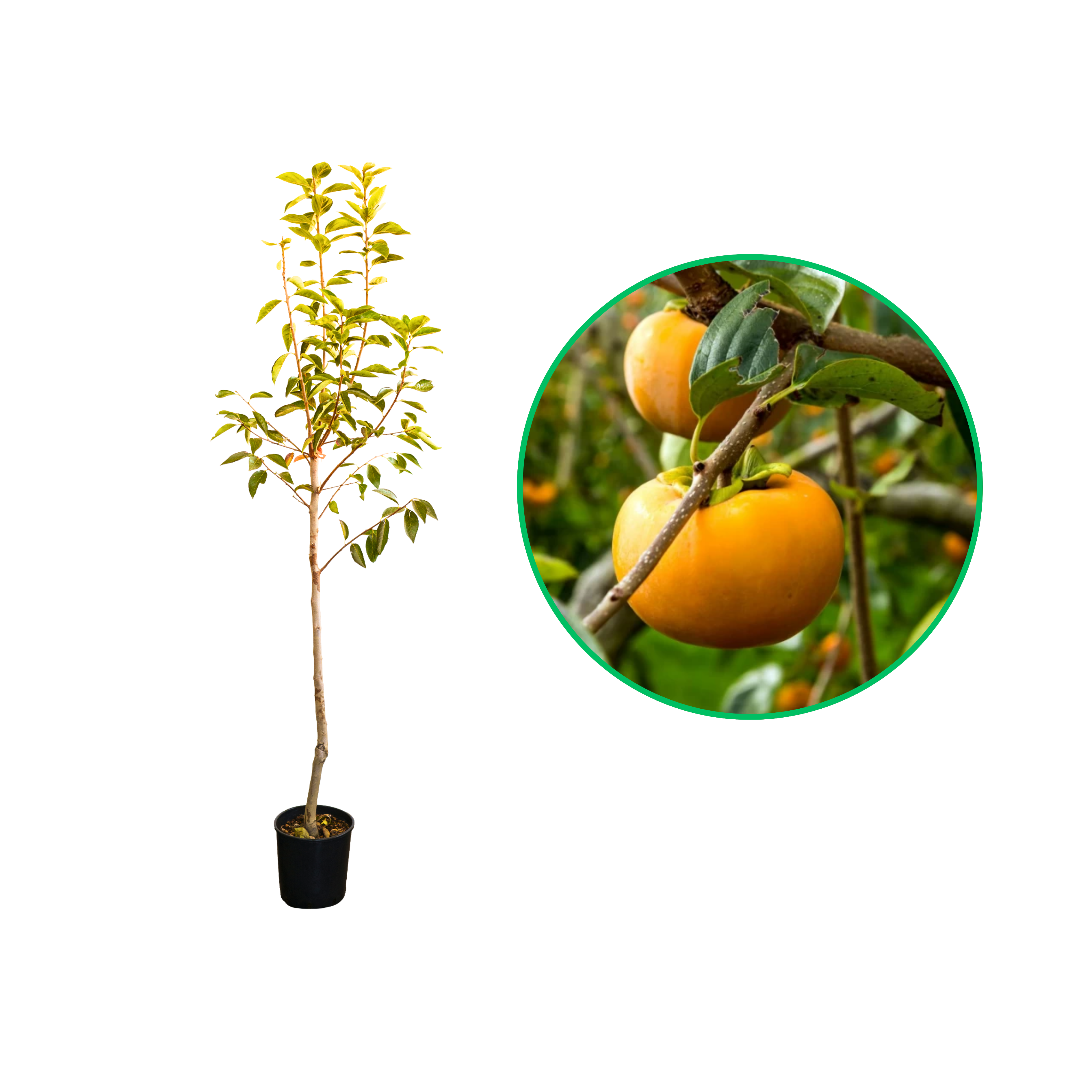 Kaki Tipo, Diospyros Kaki