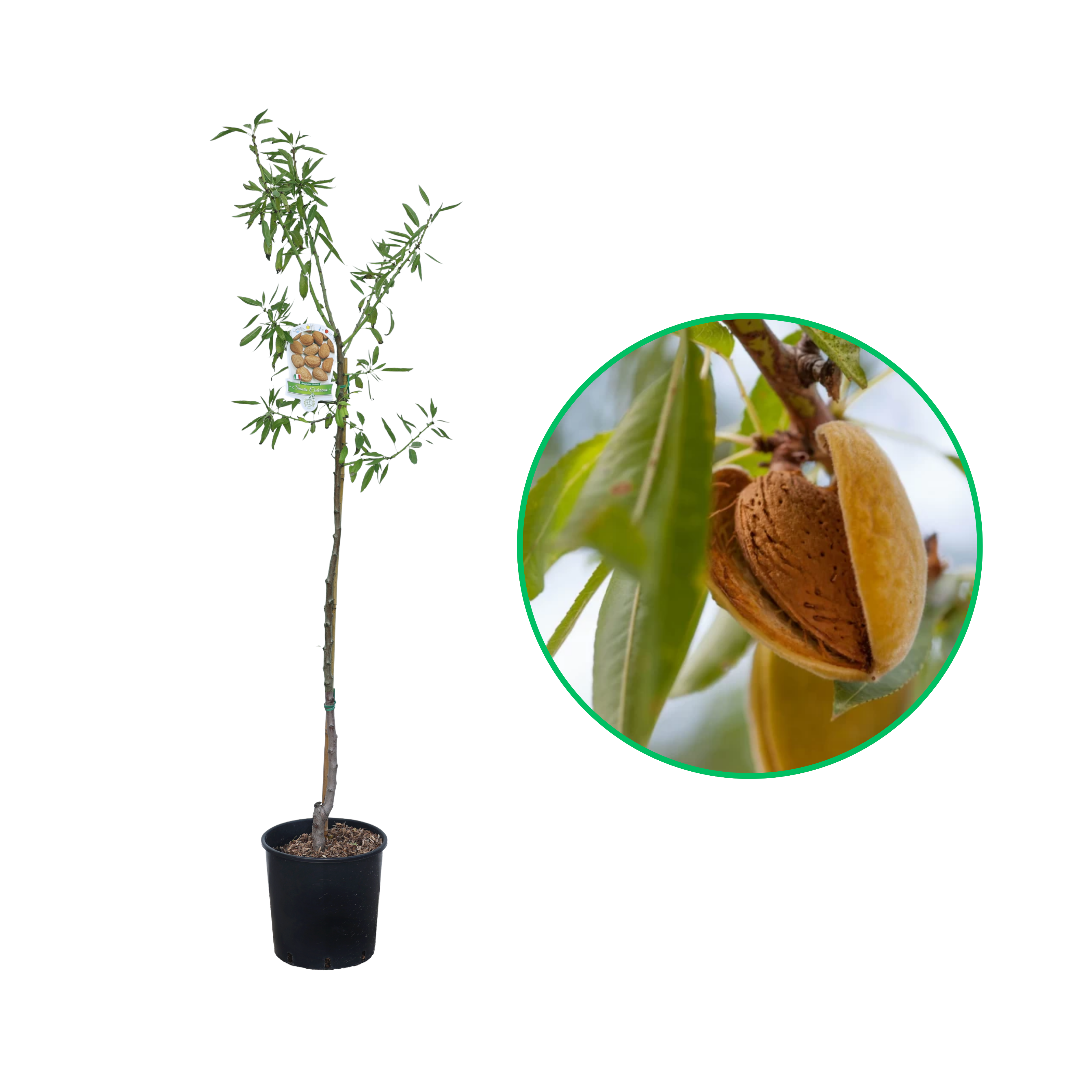 Migdal Fillipo Ceo, Amygdalus Communis