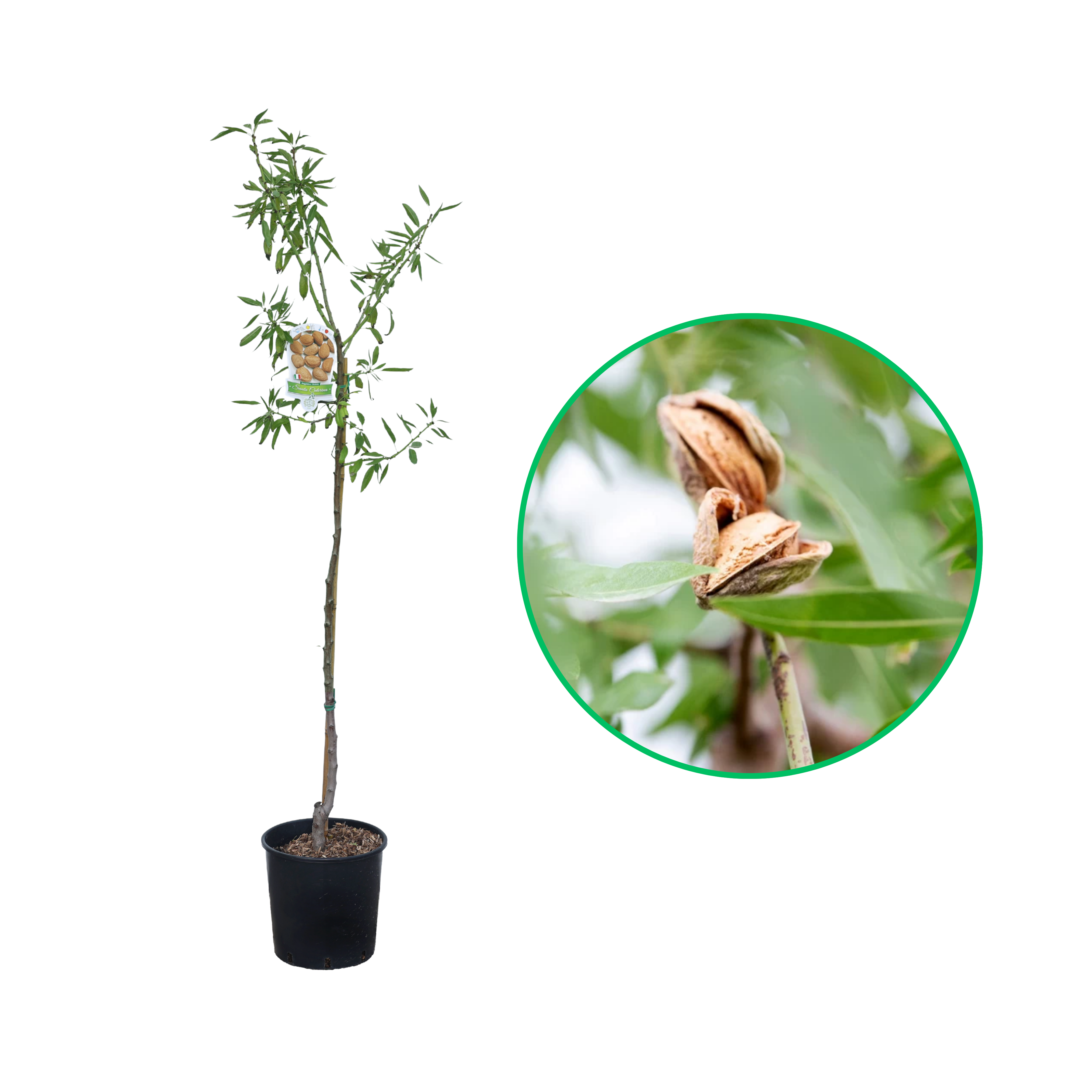 Migdal Tenero, Amygdalus Communis