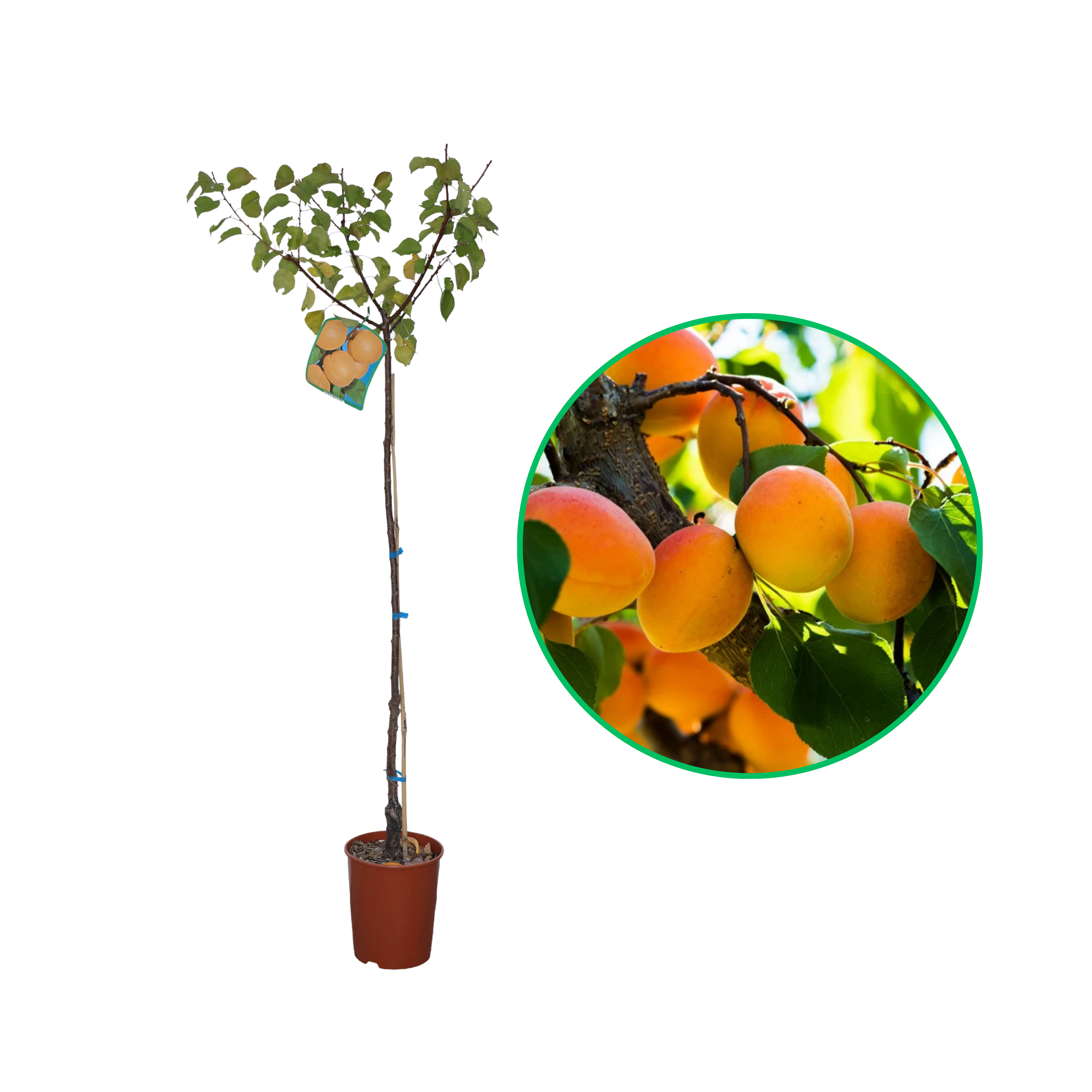 Cais Harcot, Prunus Armeniaca