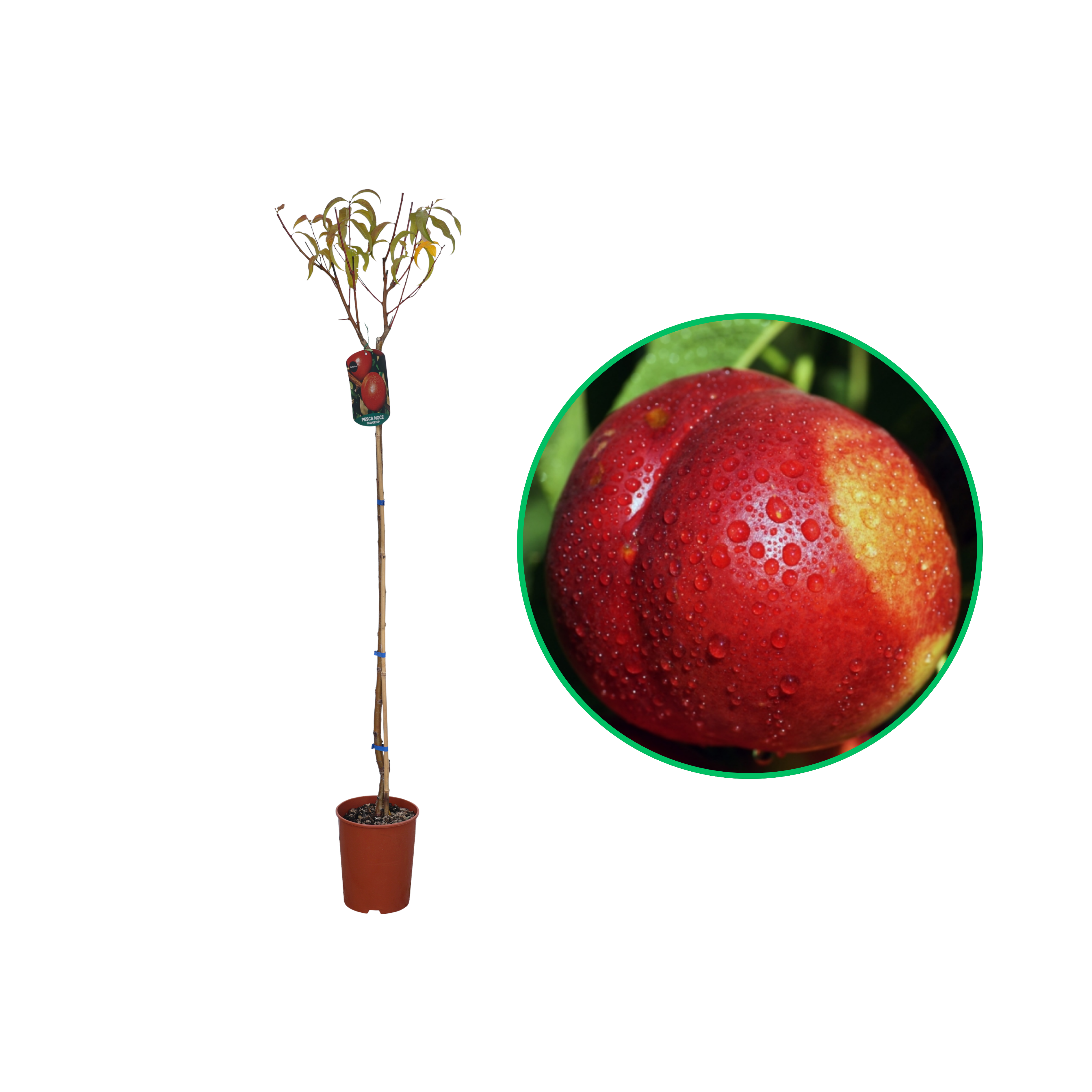 Nectarin Flavortop, Prunus Persica var. Nucipersica