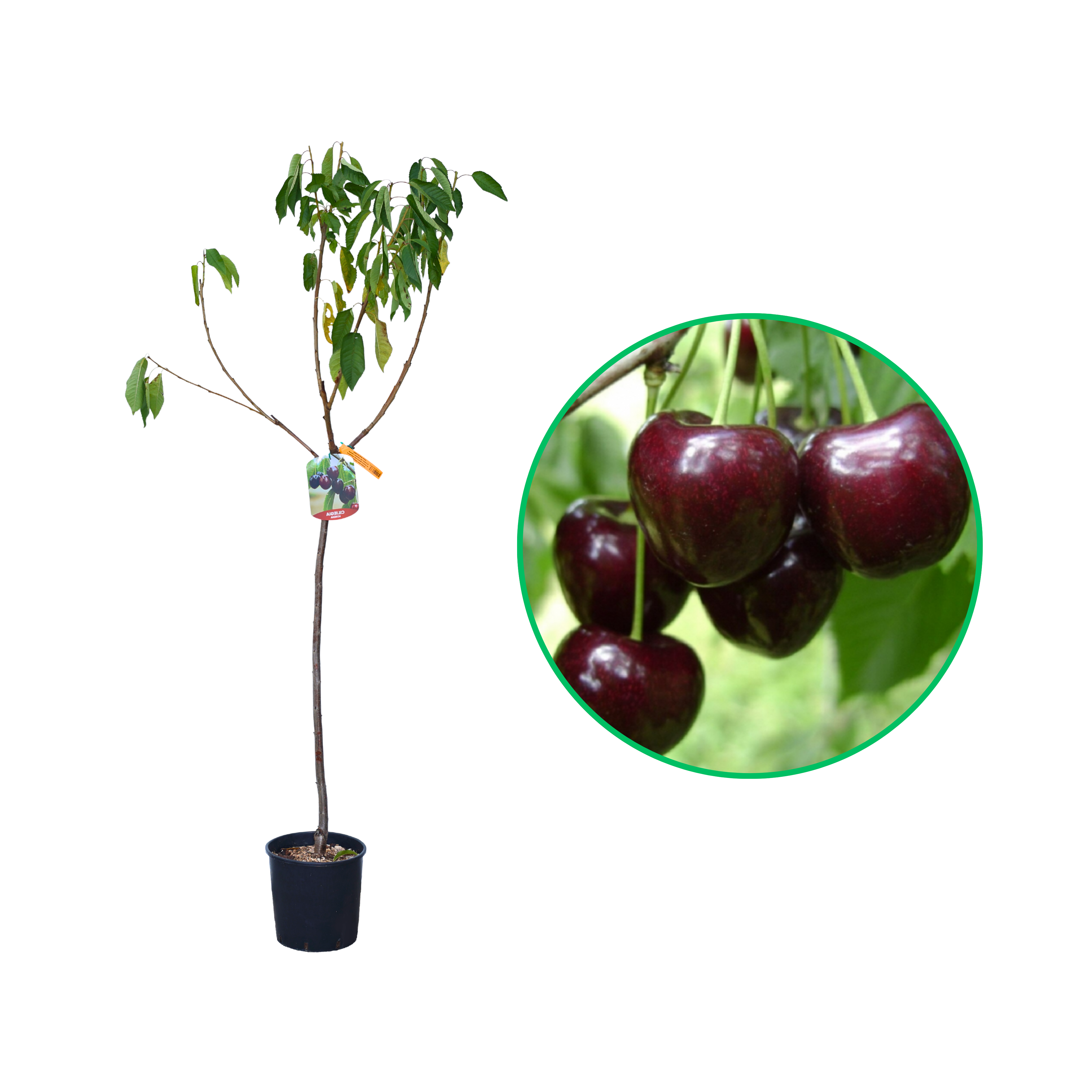 Cires Kordia, Prunus Avium