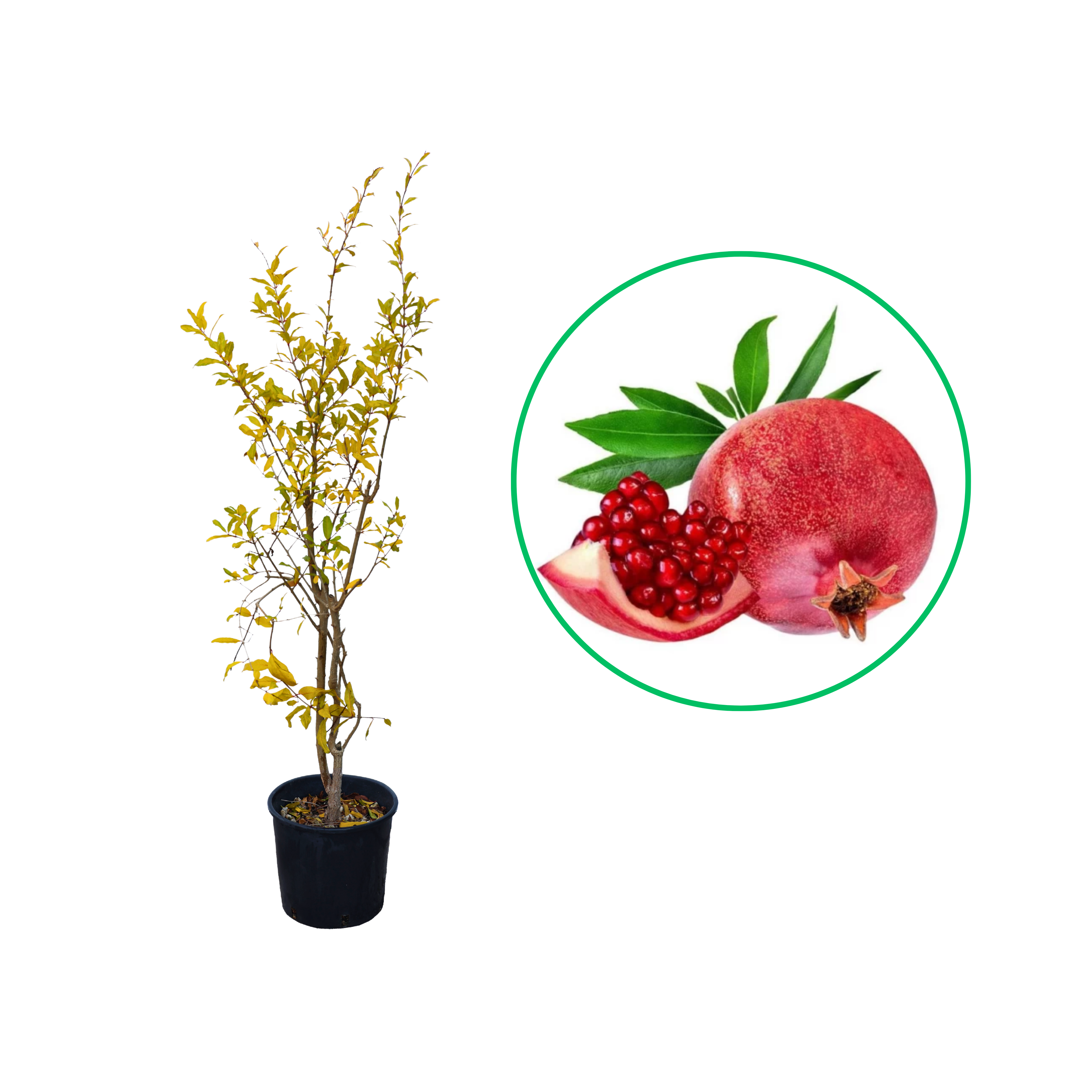 Rodiu Parfianka, Punica Granatum