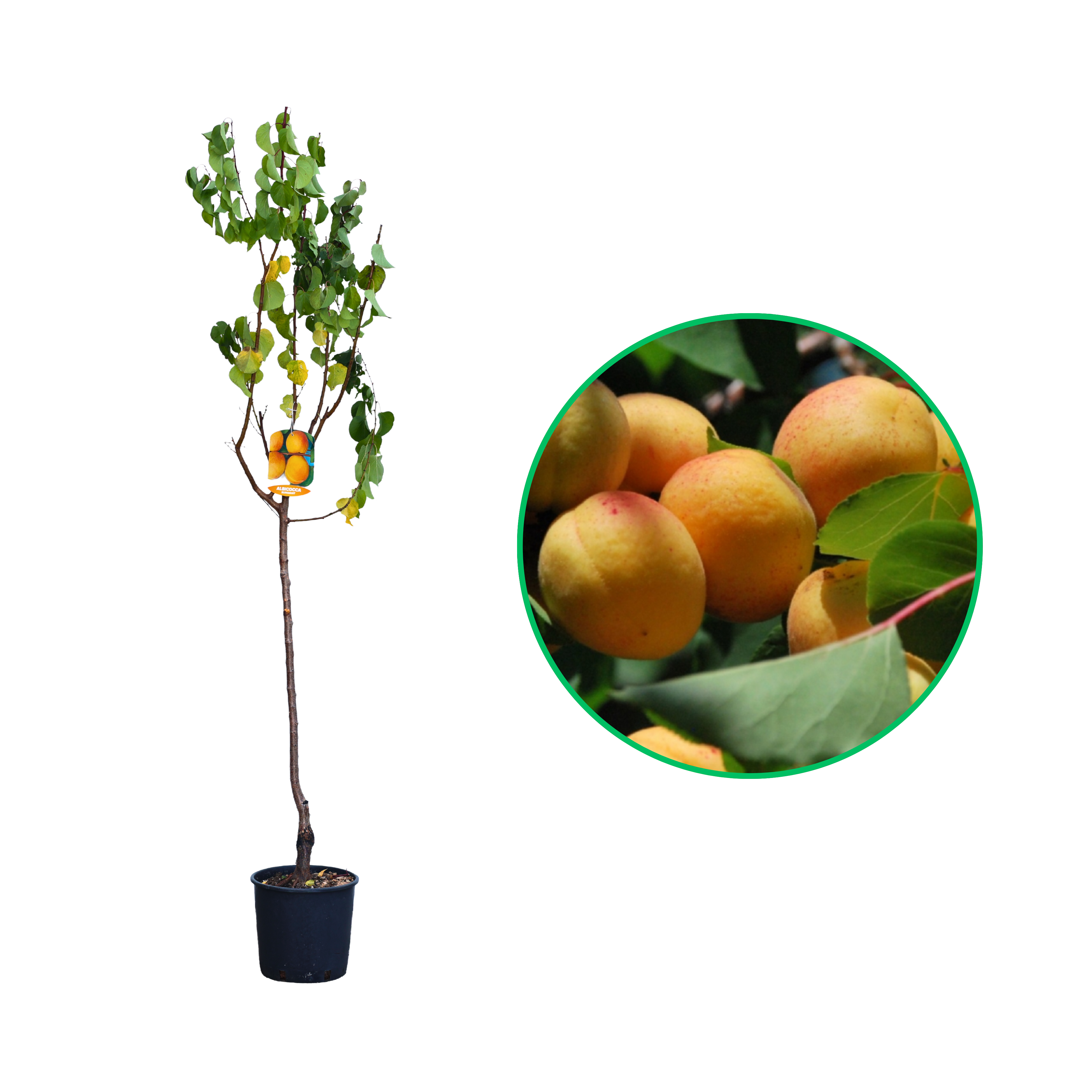 Cais Sungiant, Prunus Armeniaca