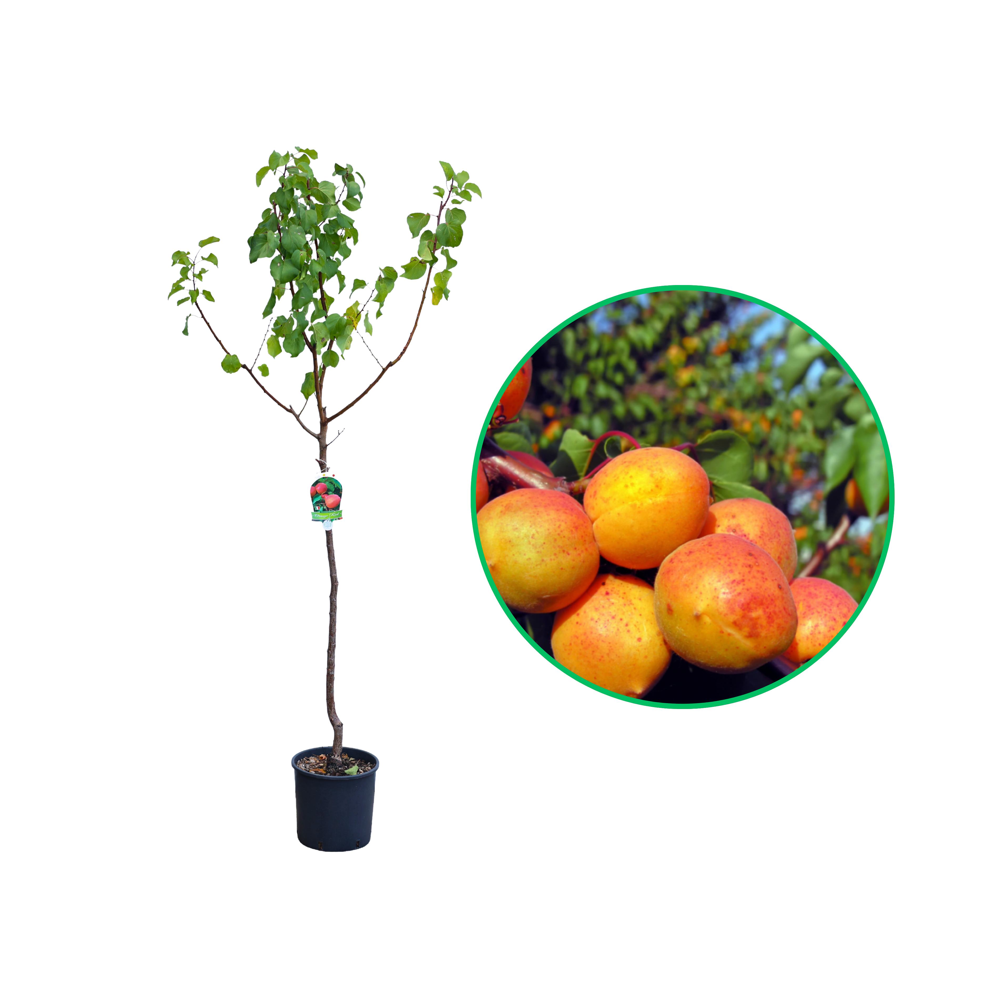 Cais Orange Red, Prunus Armeniaca