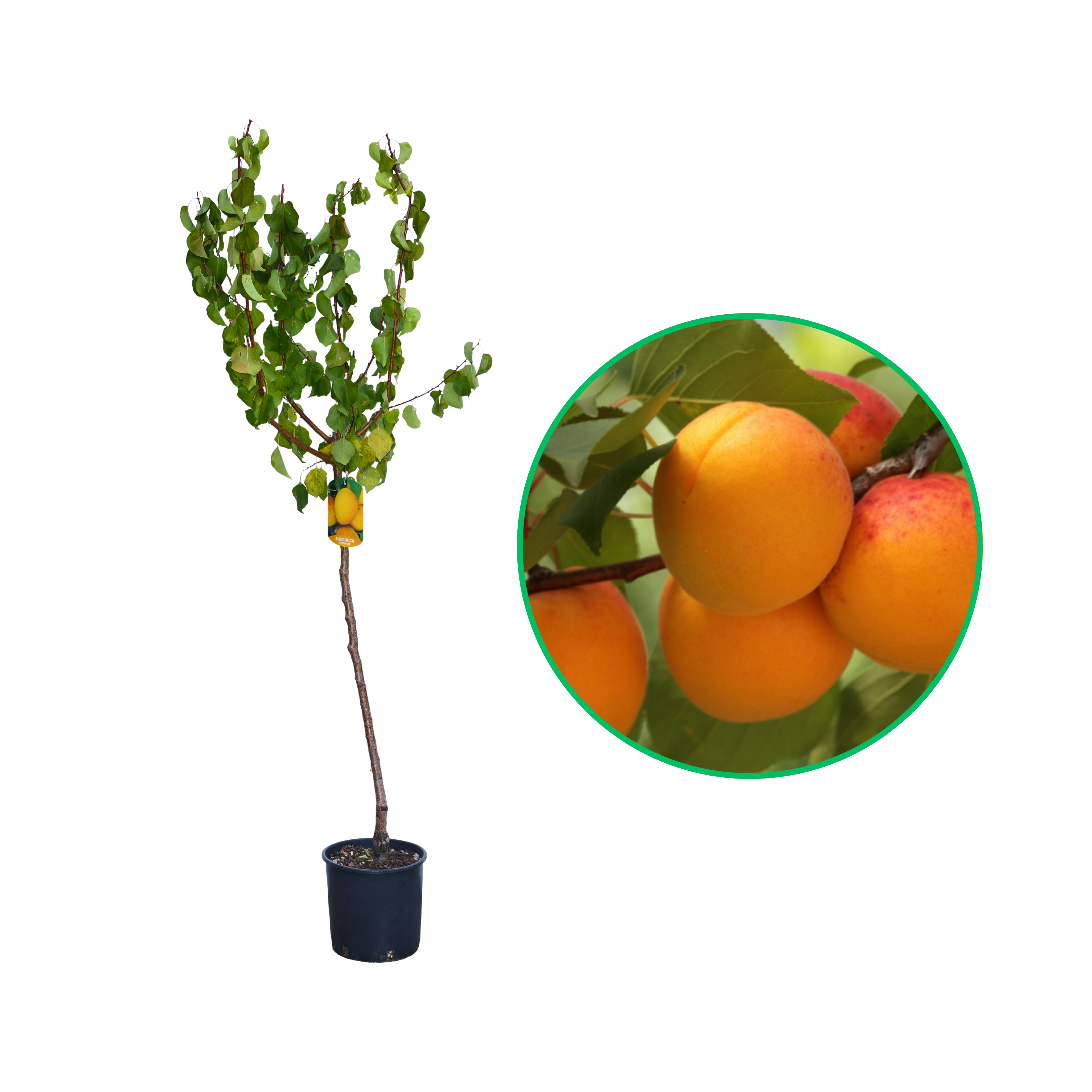 Cais Tyrinthos, Prunus Armeniaca