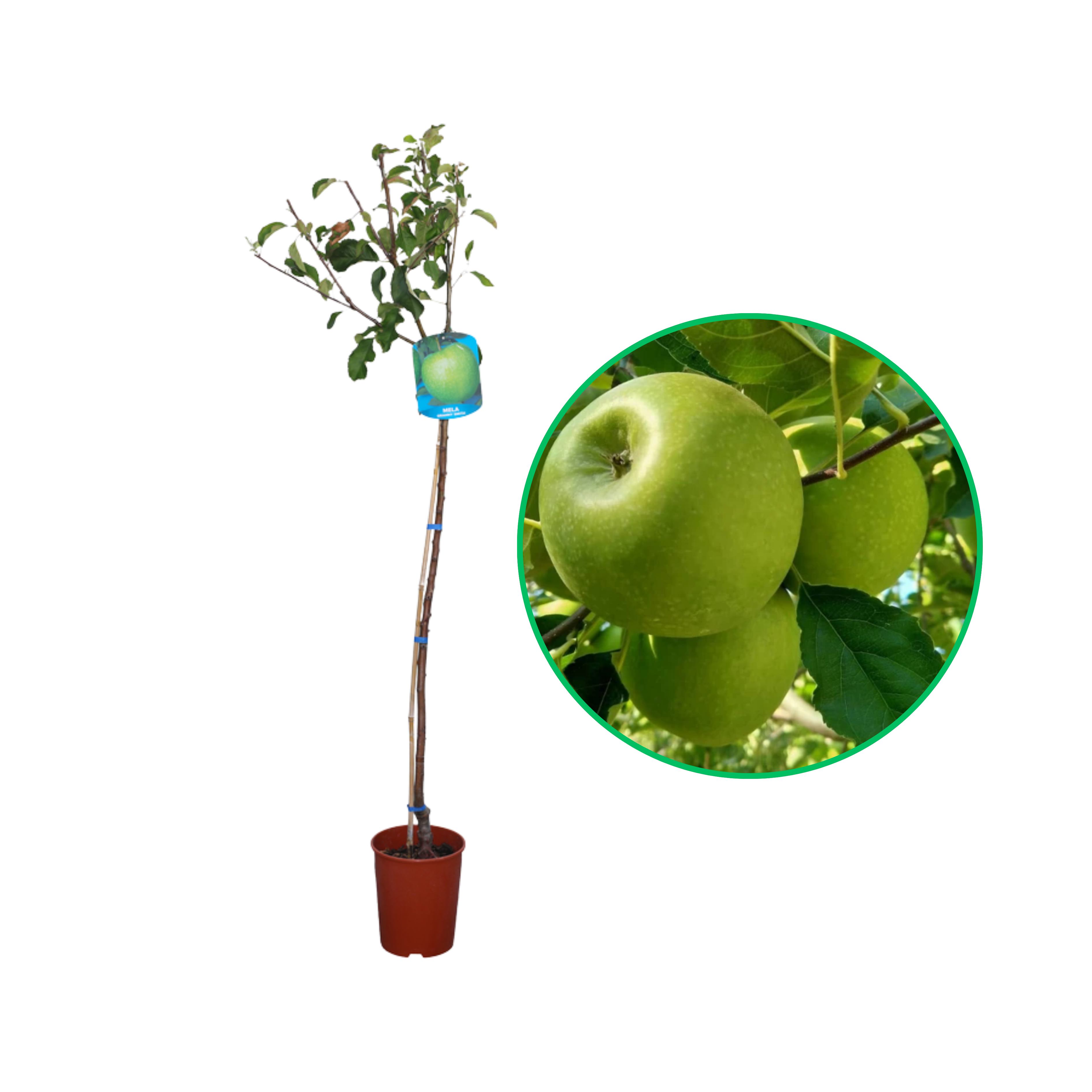 Mar Granny Smith, Malus Domestica