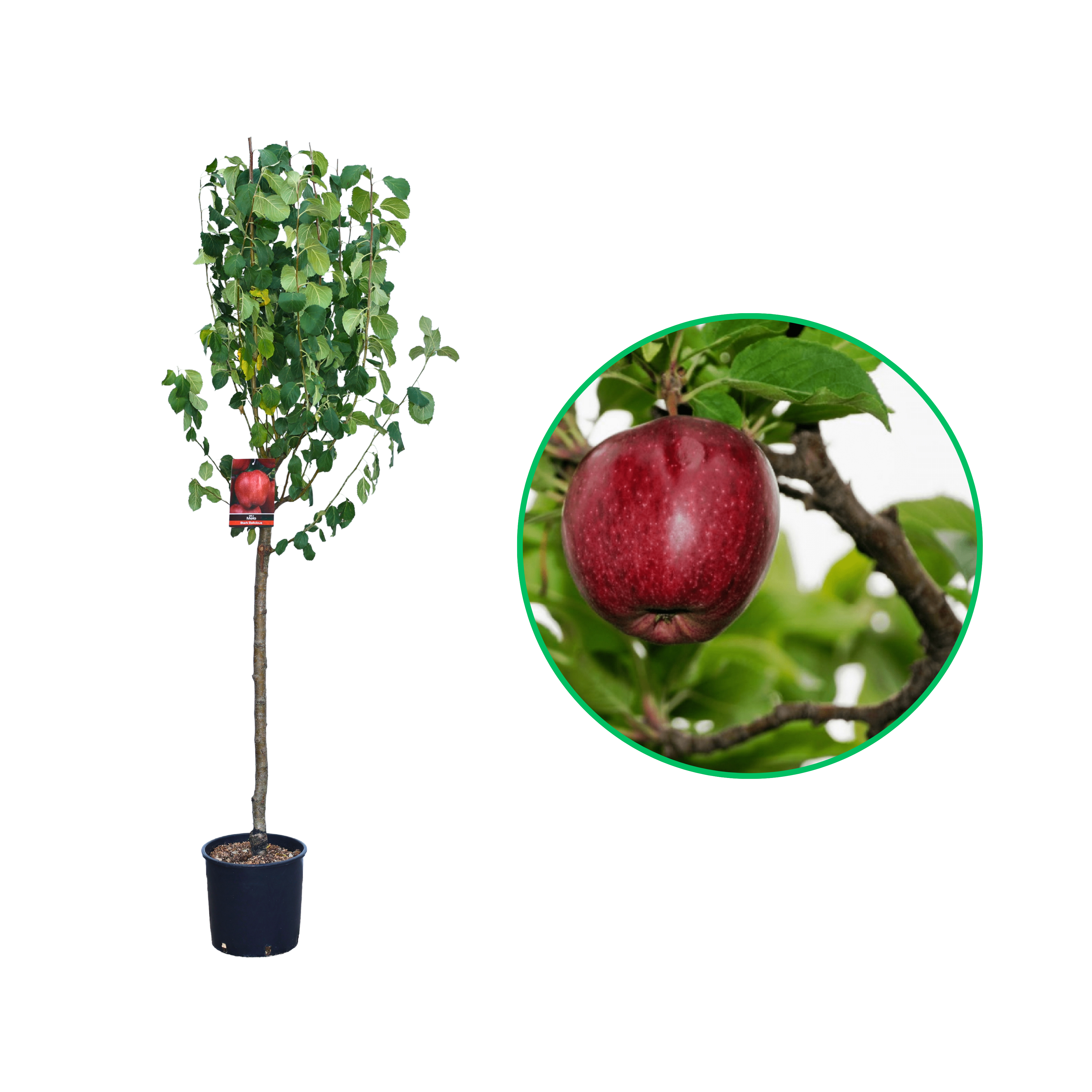 Mar Stark Delicious, Malus Domestica