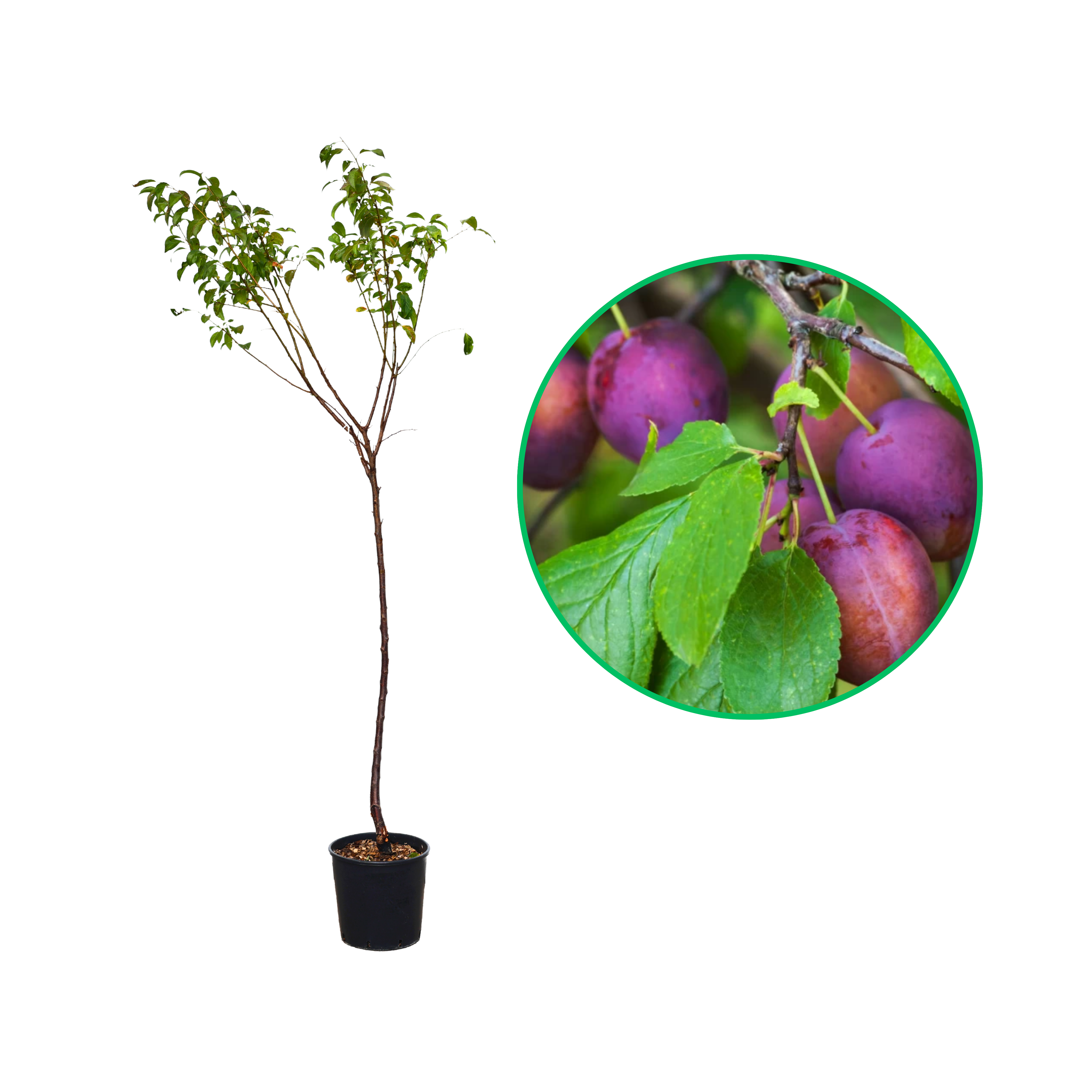 Prun Coscia di Monaca Rosa, Prunus Domestica