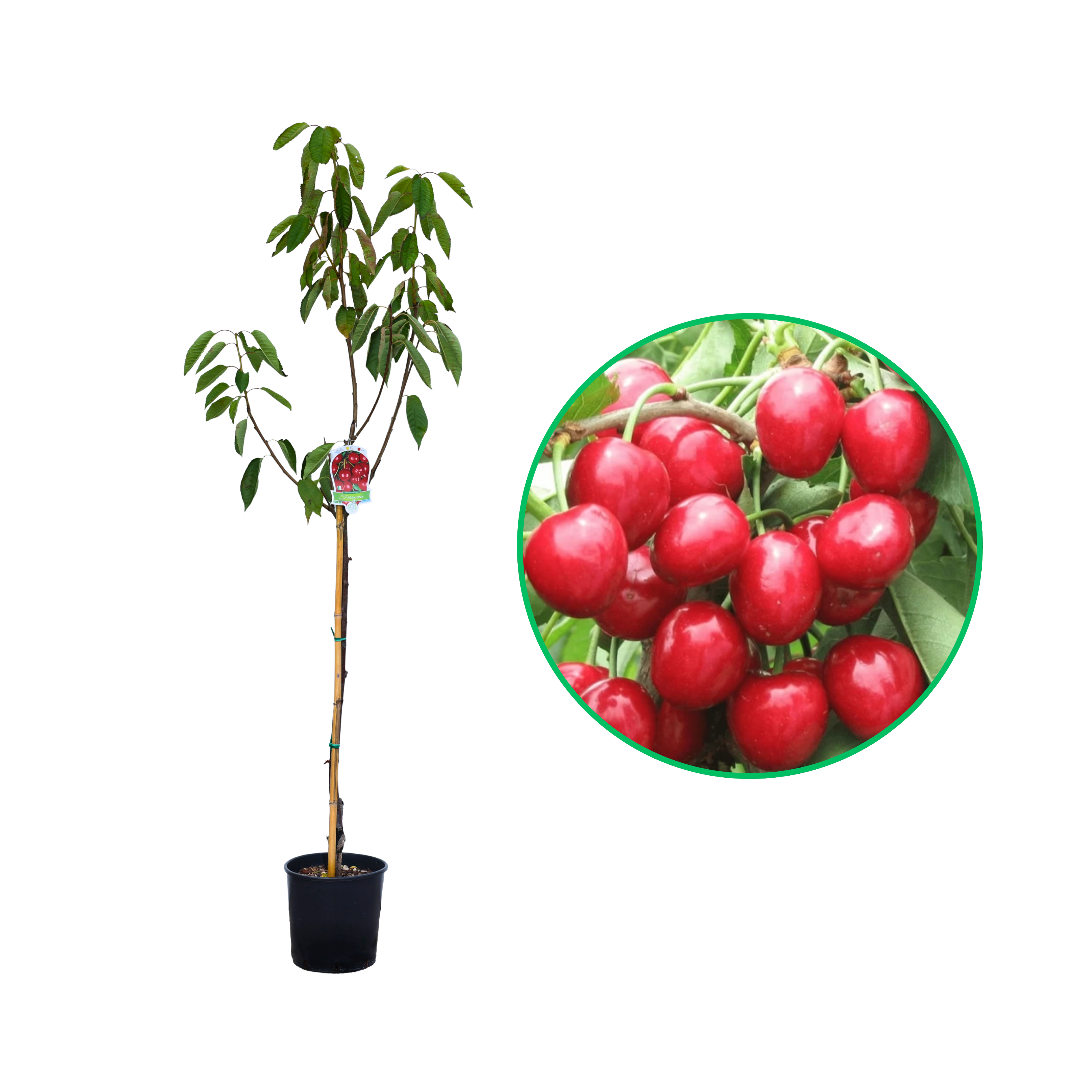 Cires Ferrovia, Prunus Avium