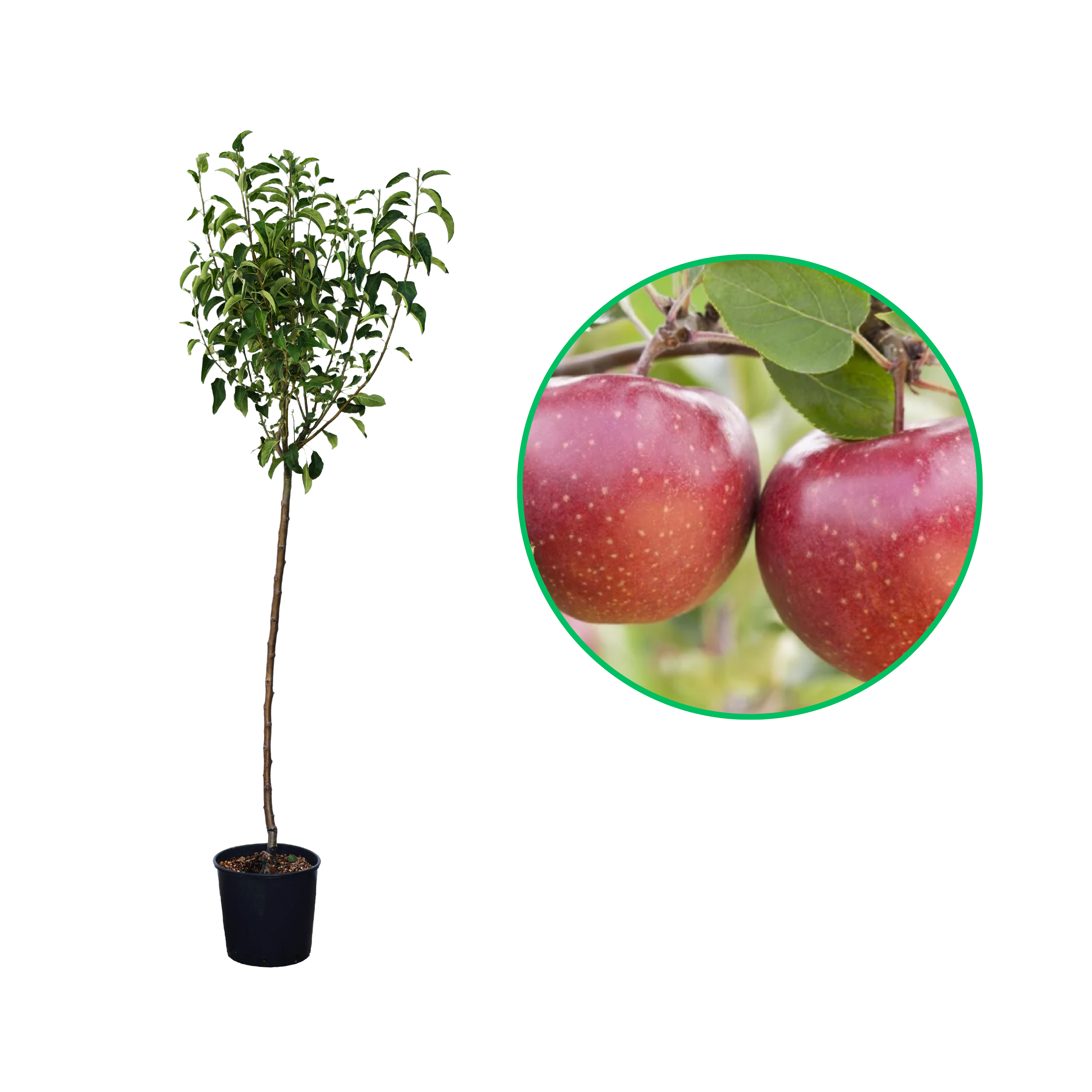 Mar Jonathan, Malus Domestica