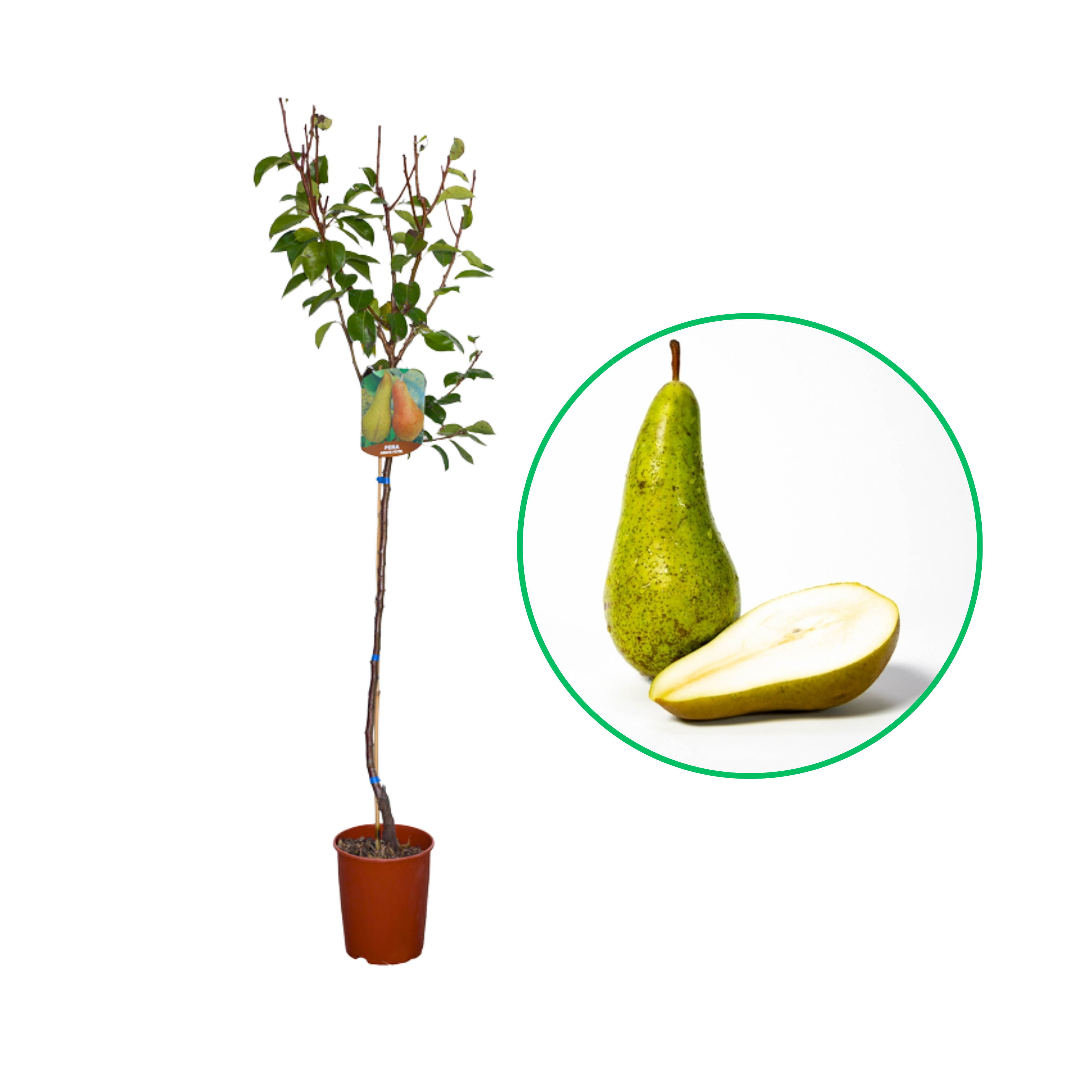 Par Abate Fetel, Pyrus Communis