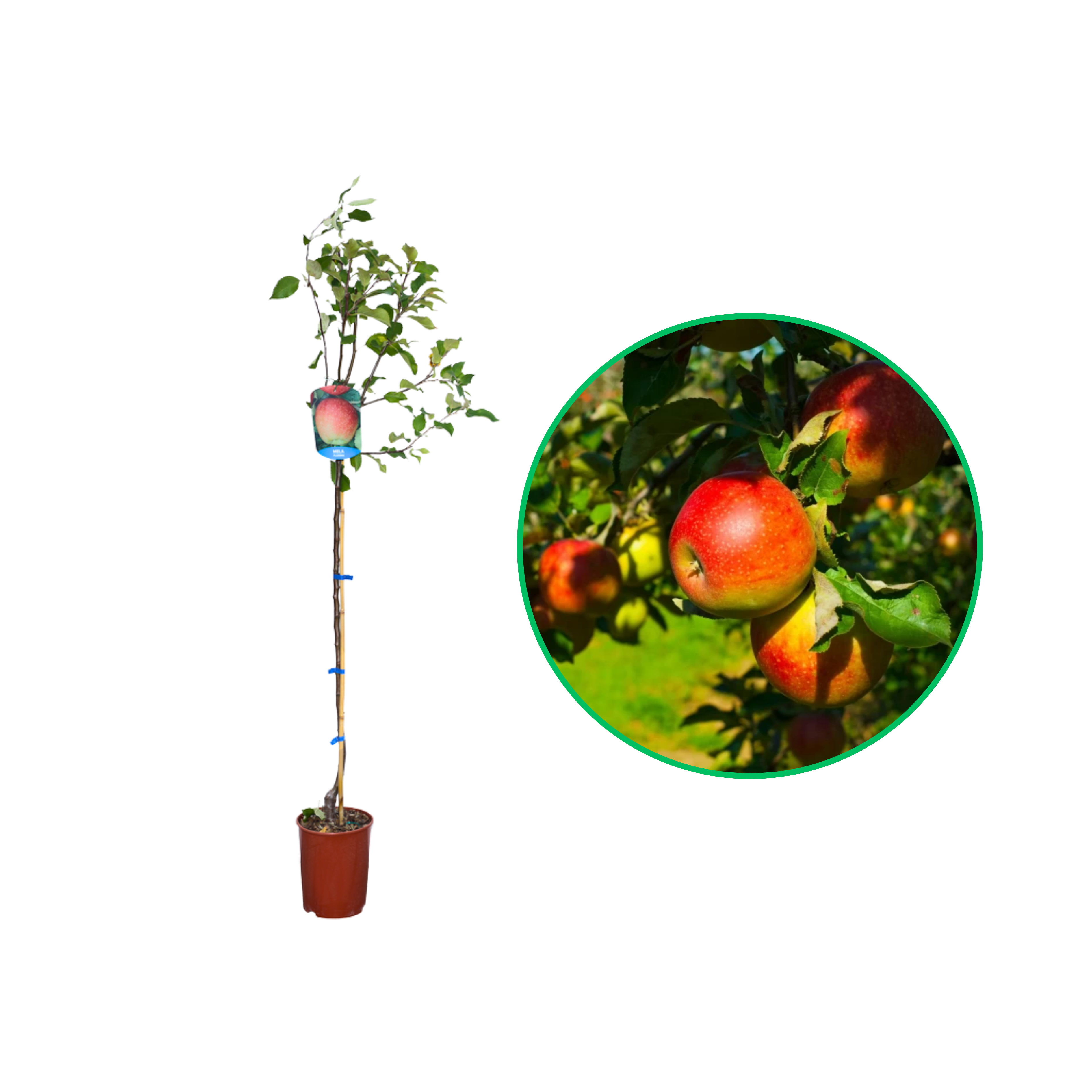 Mar Florina, Malus Domestica