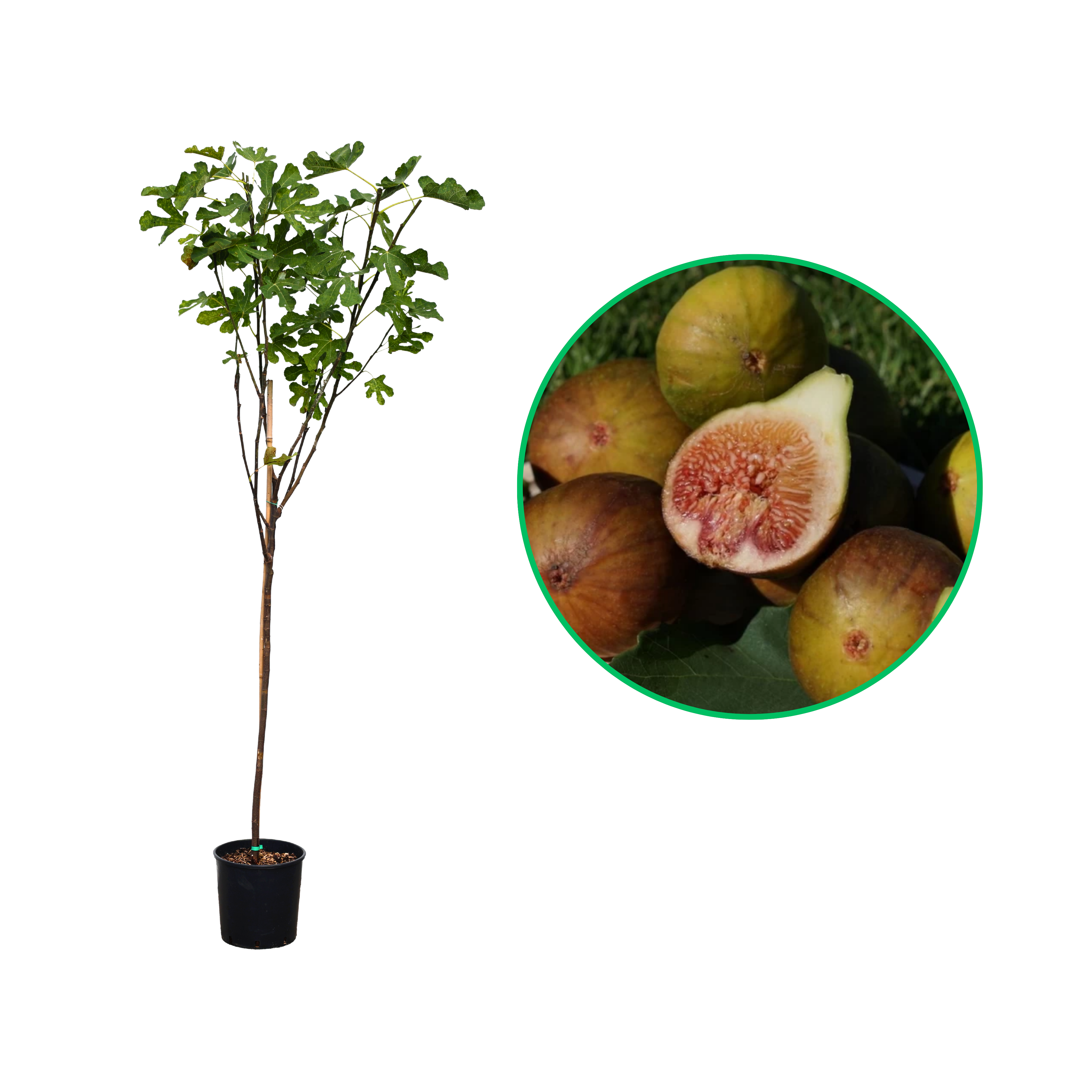 Smochin Madeleine 2 Saisons, Ficus Carica