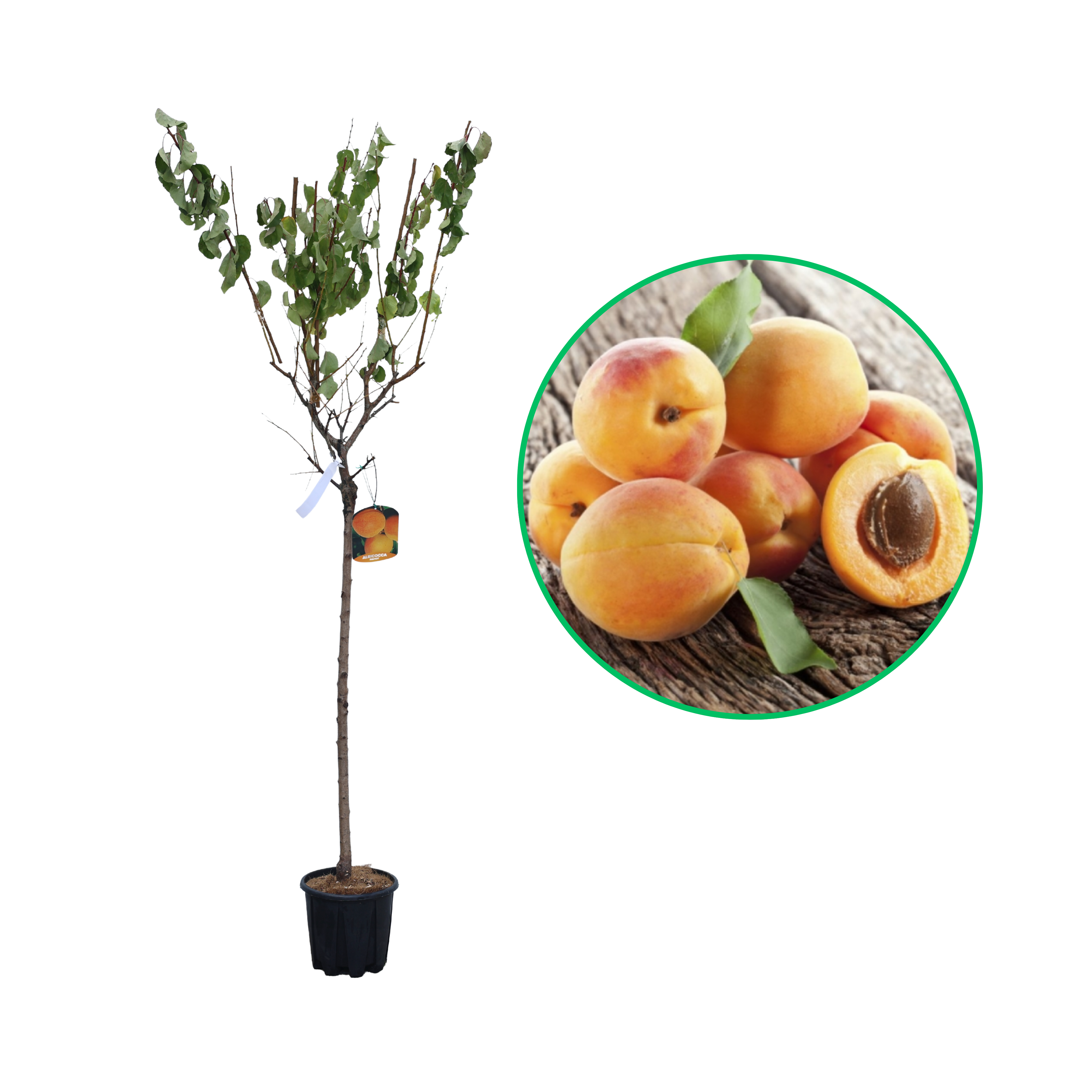 Cais Portici, Prunus Armeniaca