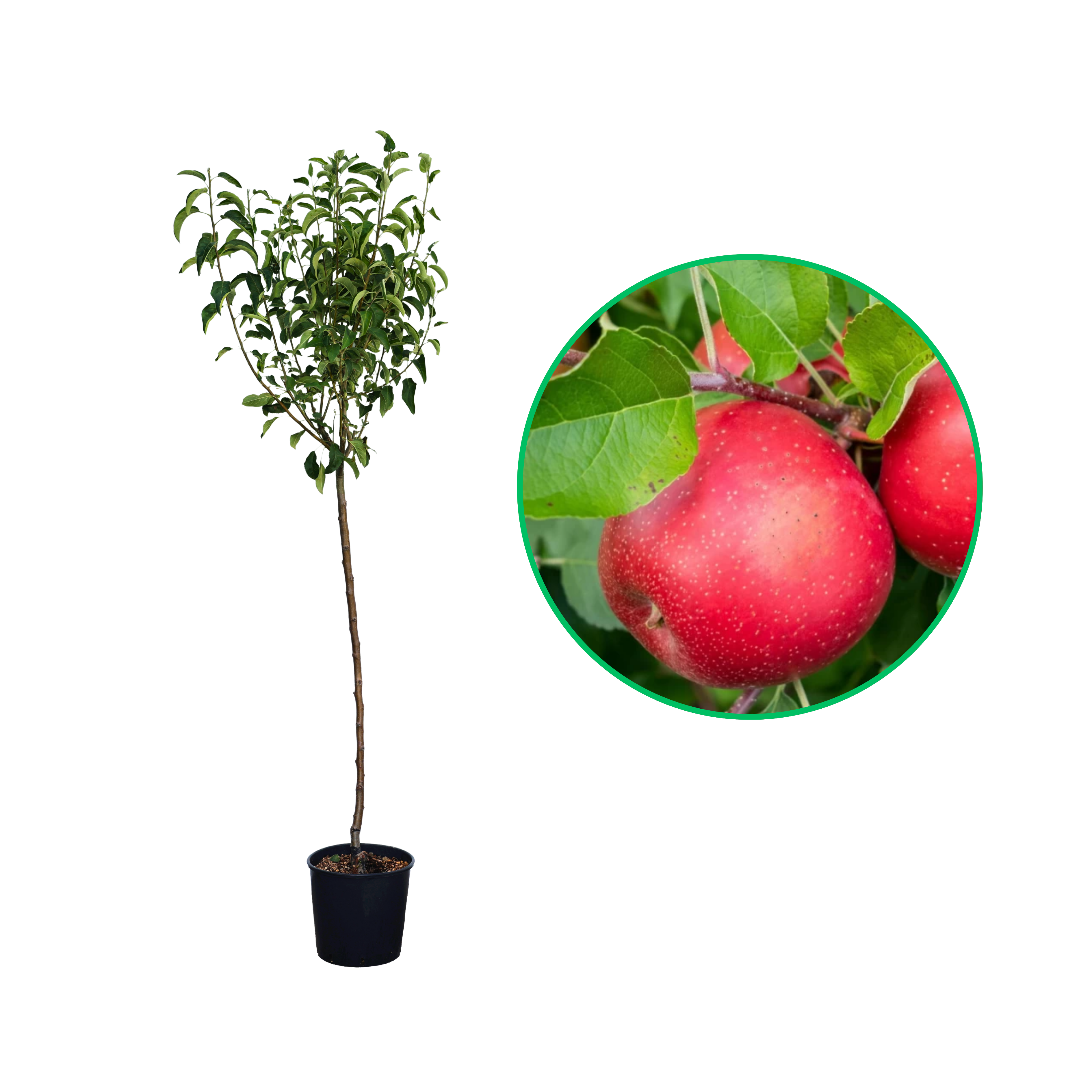 Mar Abbondanza, Malus Domestica