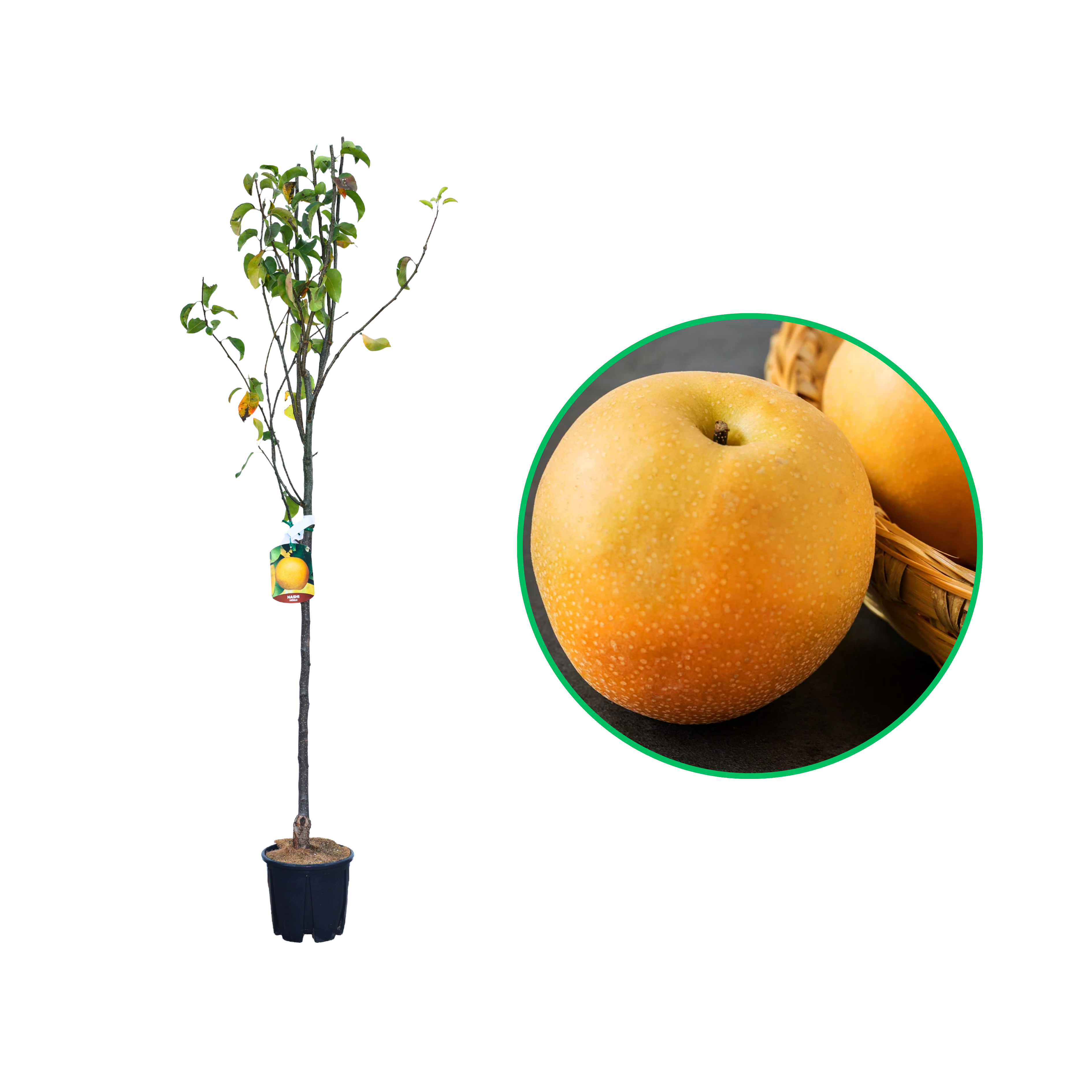 Par Asiatic Nashi Hosui, Pyrus Pyrifolia