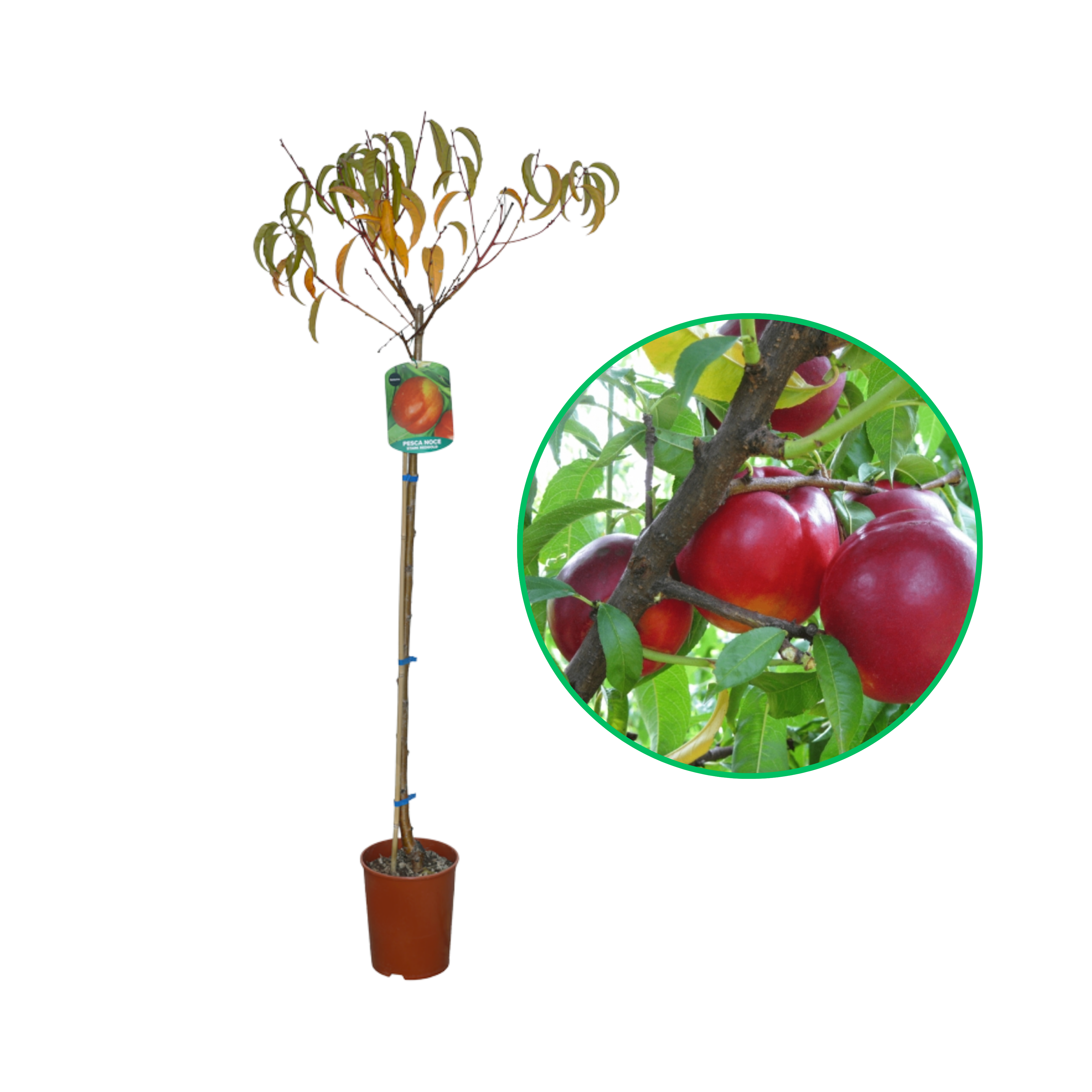 Nectarin Stark Red Gold, Prunus Persica var. Nucipersica