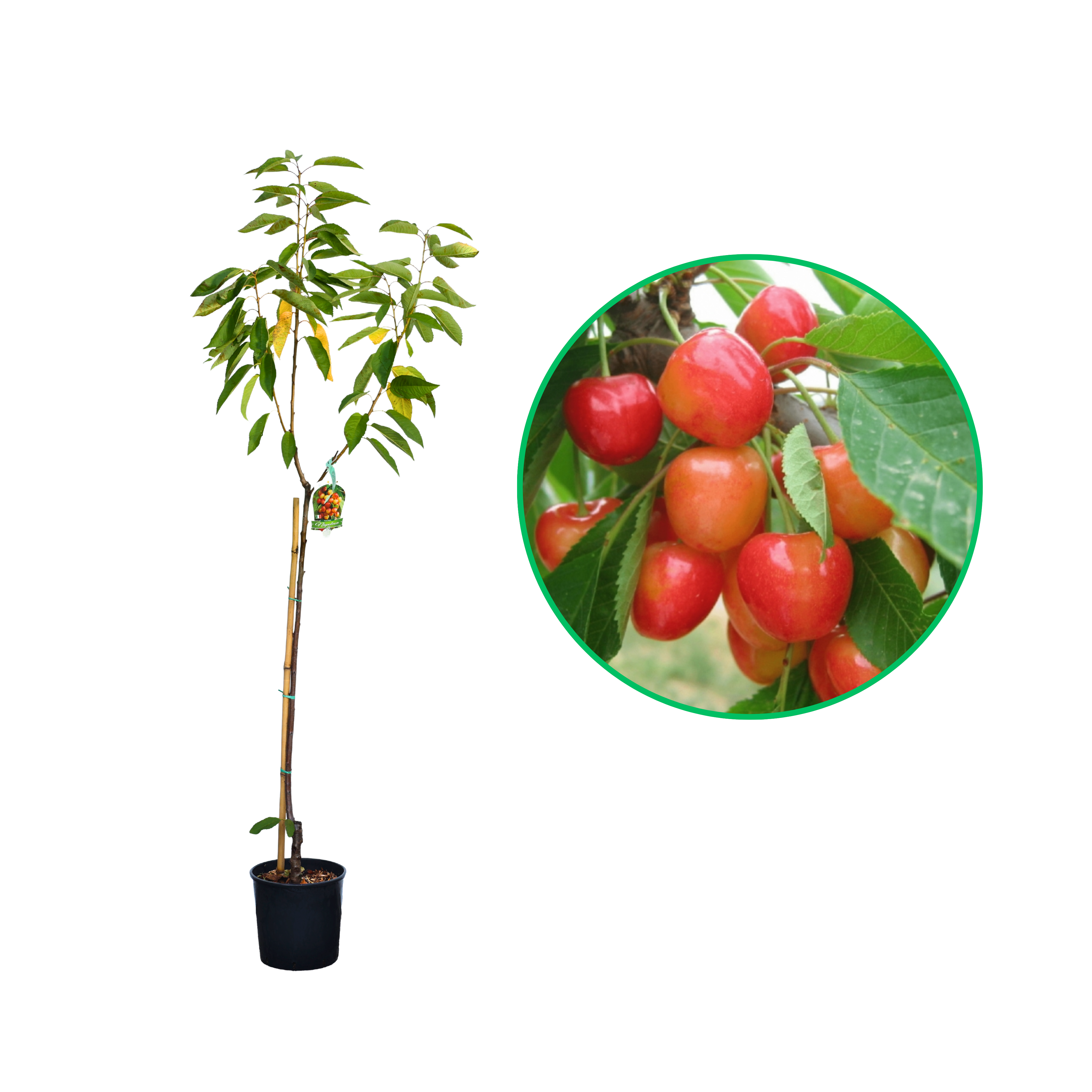 Cires Napoleon, Prunus Avium