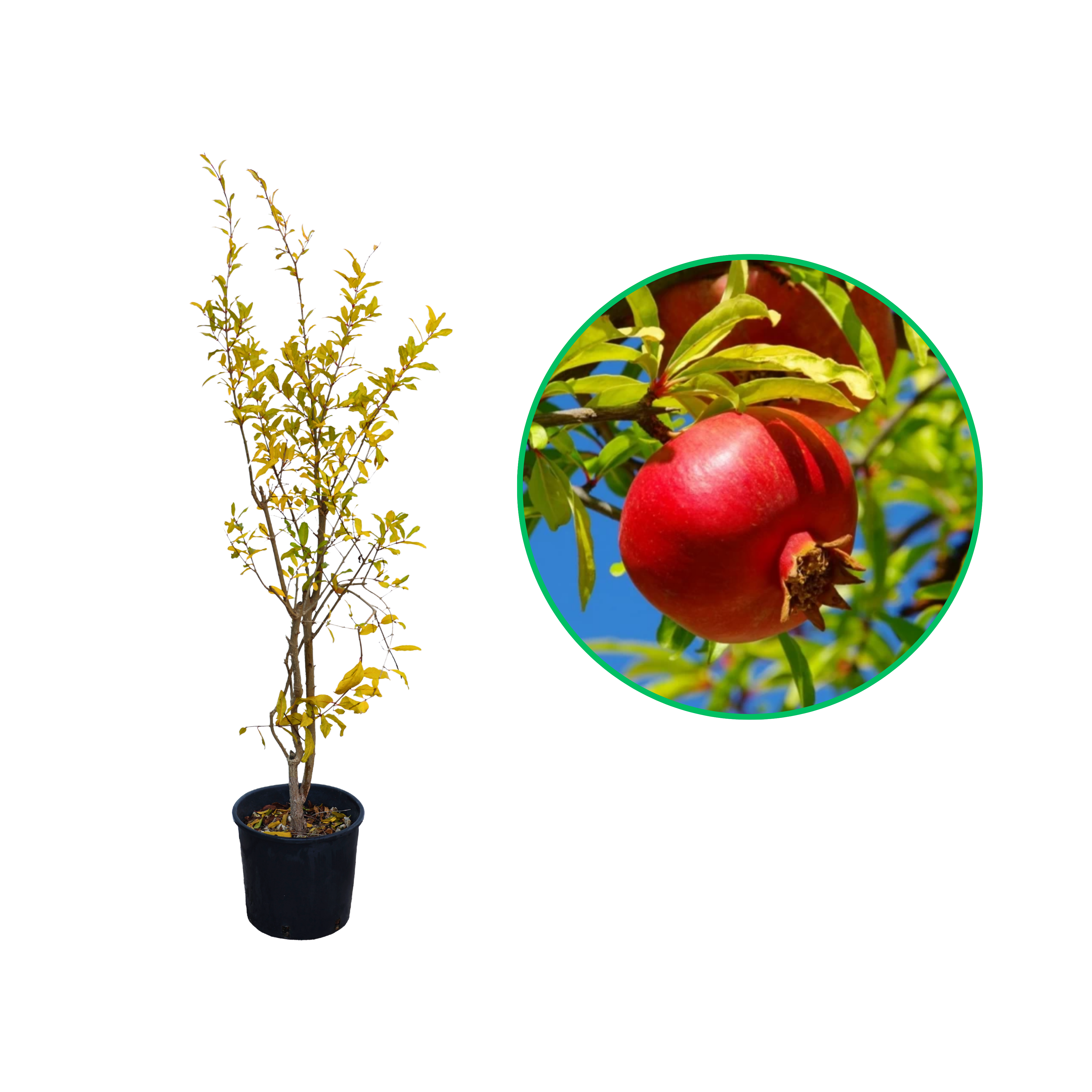 Rodiu Tufa Melograni, Punica Granatum