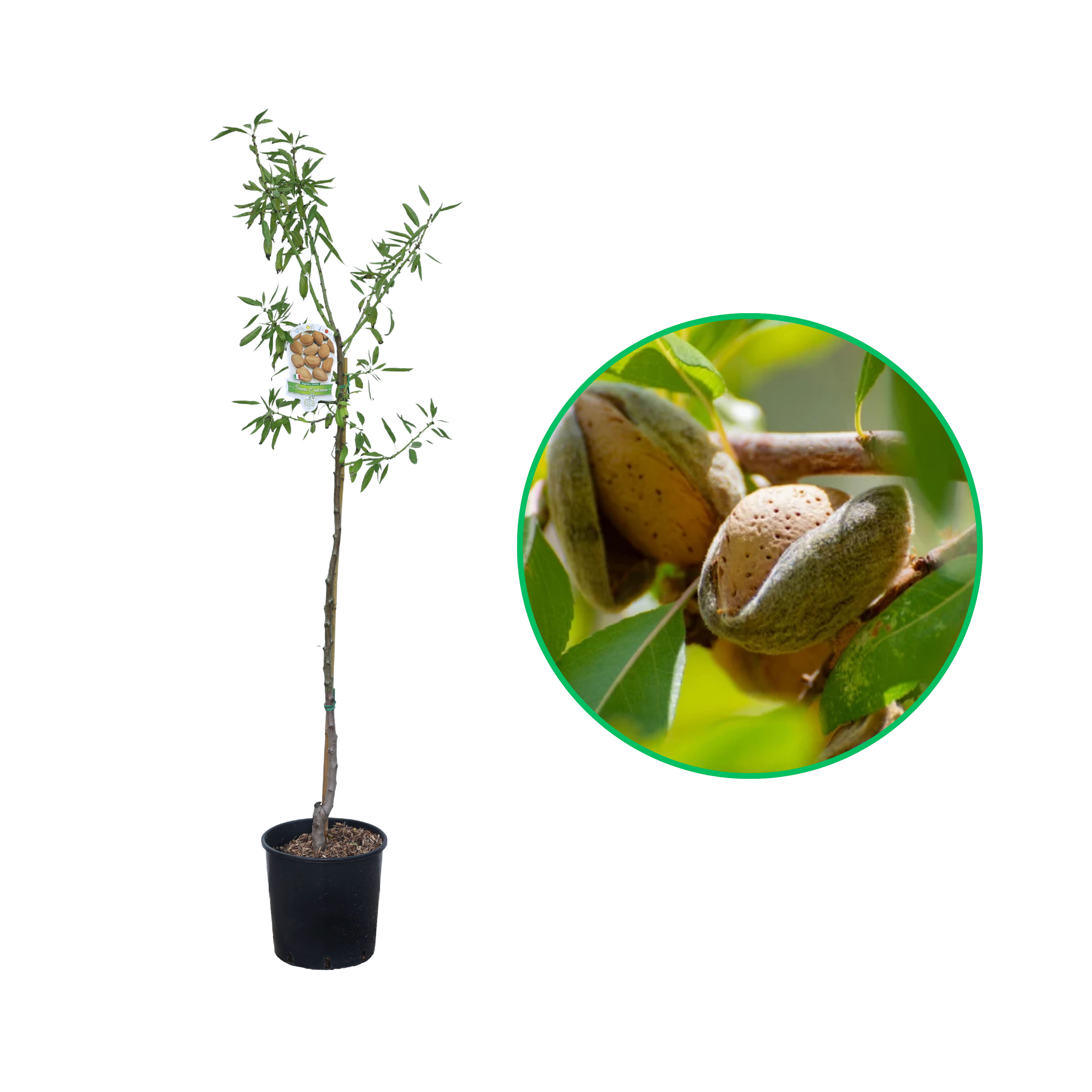 Migdal Santa Caterina, Amygdalus Communis