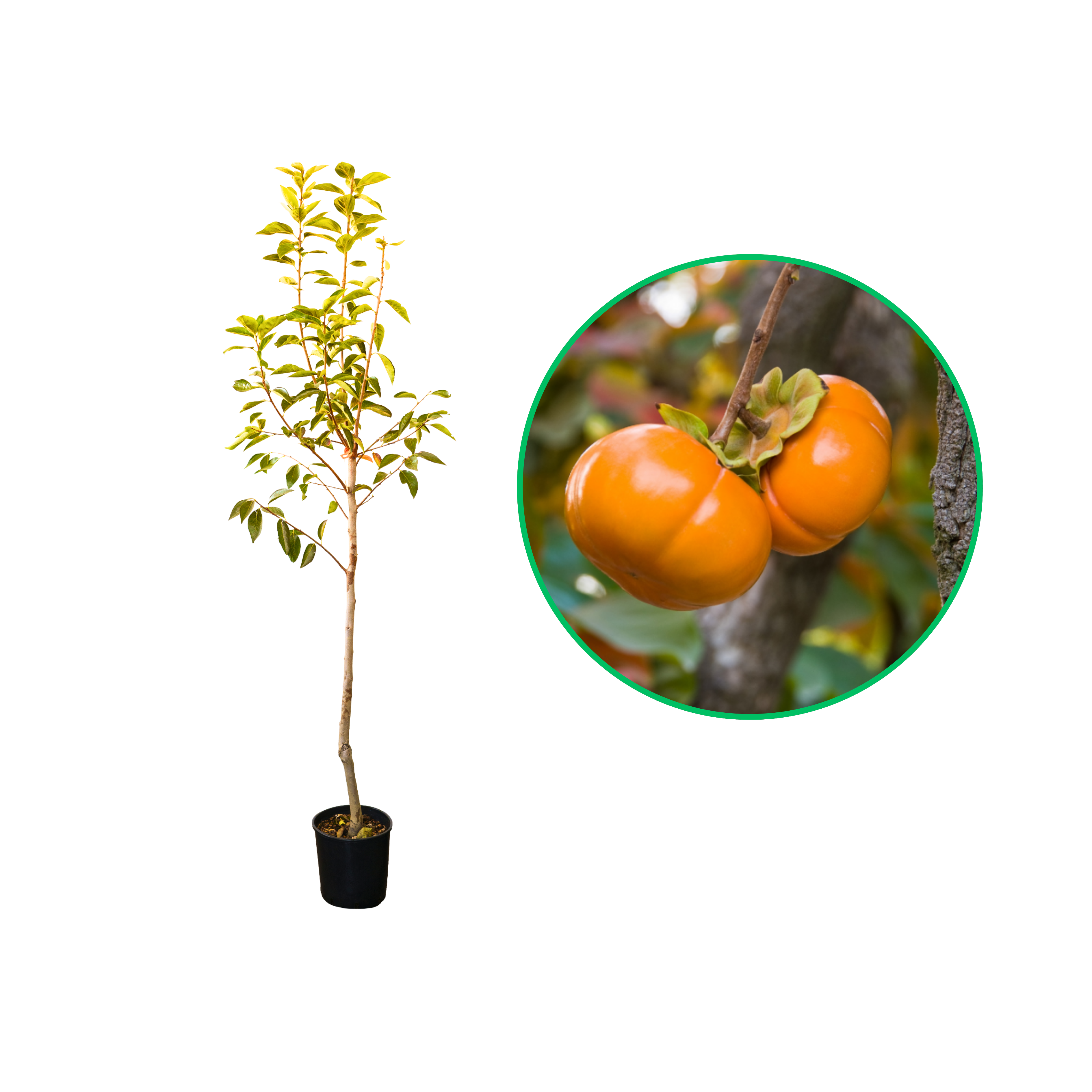 Kaki Jiro, Diospyros Kaki