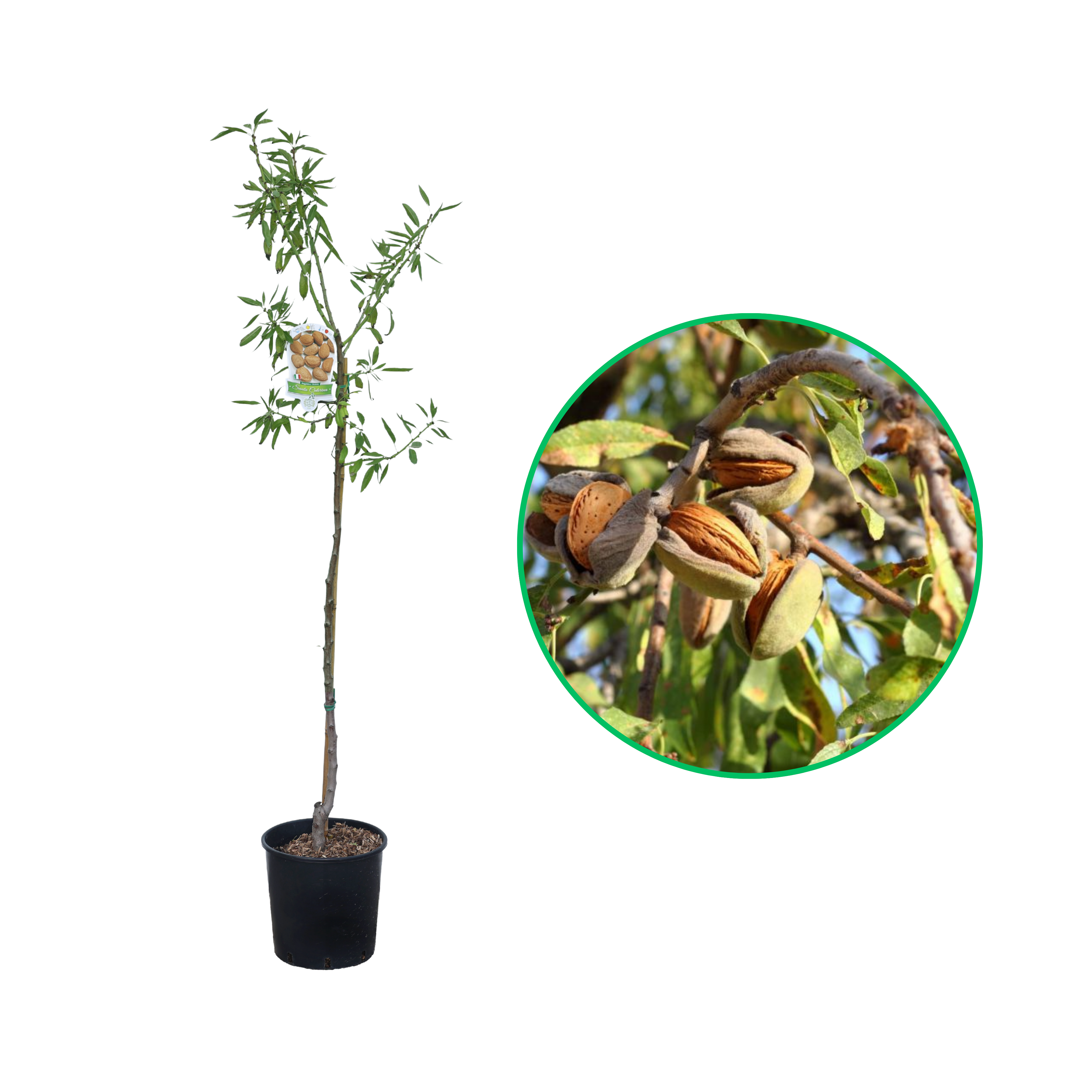 Migdal Ferragnes, Amygdalus Communis