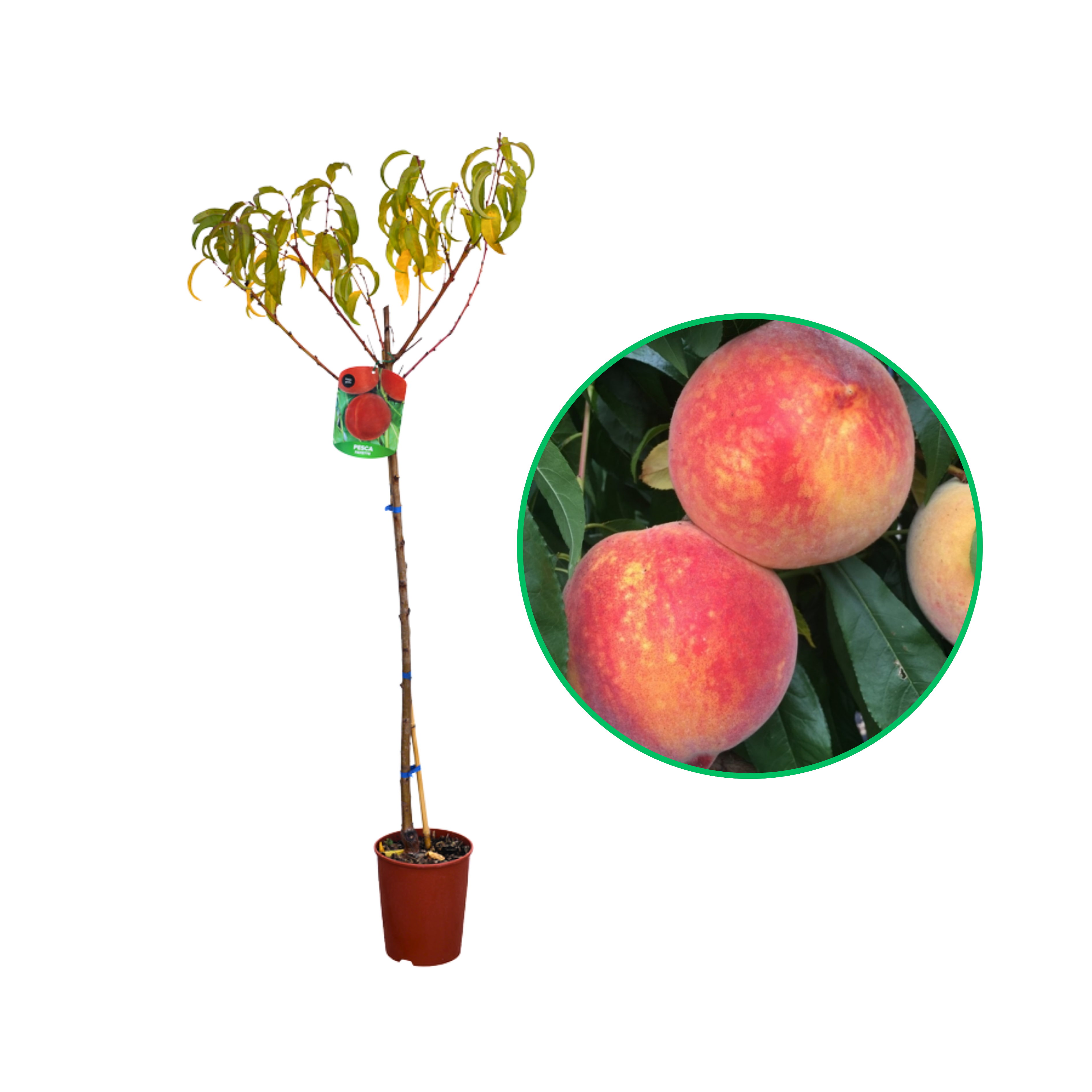 Piersic Fayette, Prunus Persica