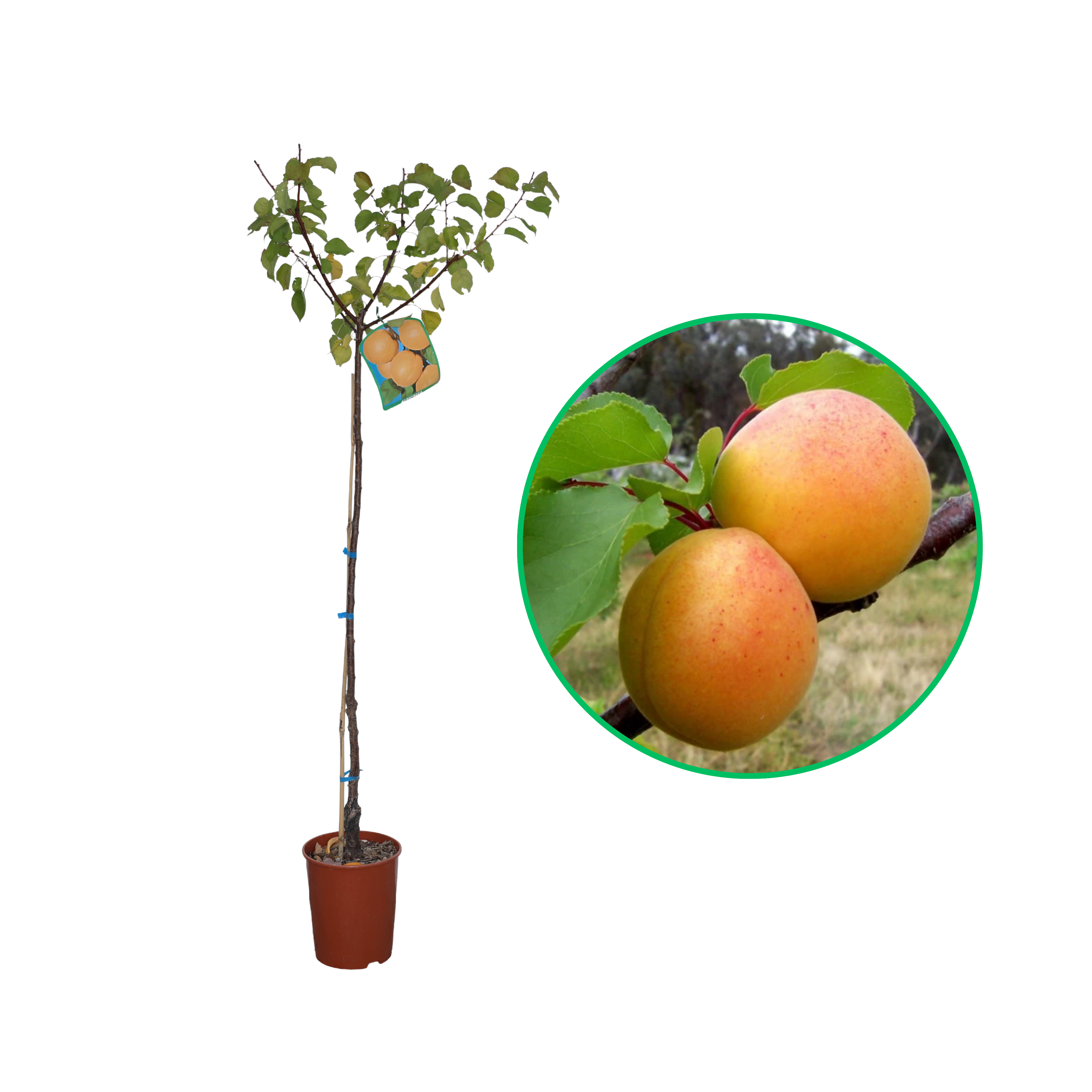 Cais Somo, Prunus Armeniaca