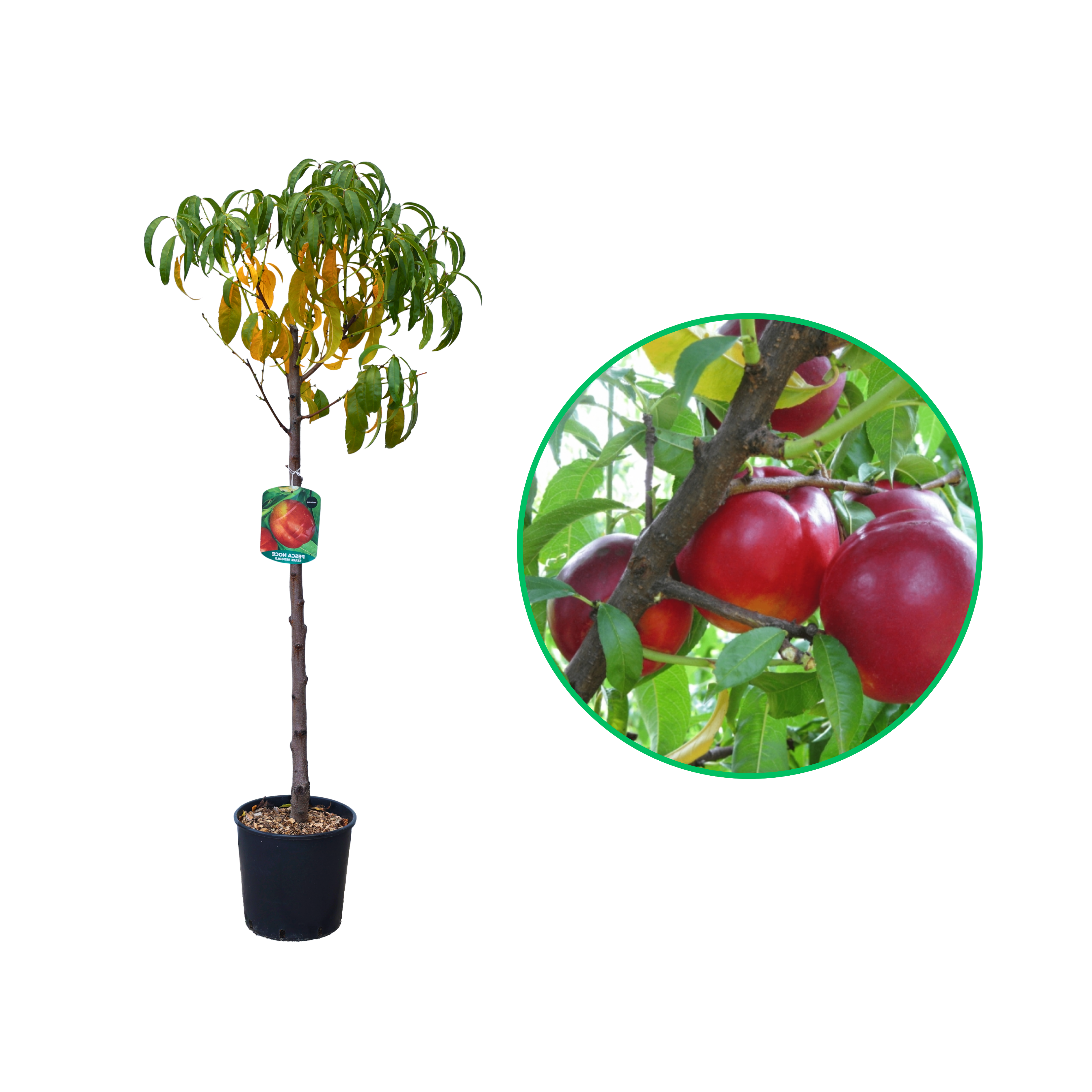 Nectarin Stark Red Gold, Prunus Persica var. Nucipersica