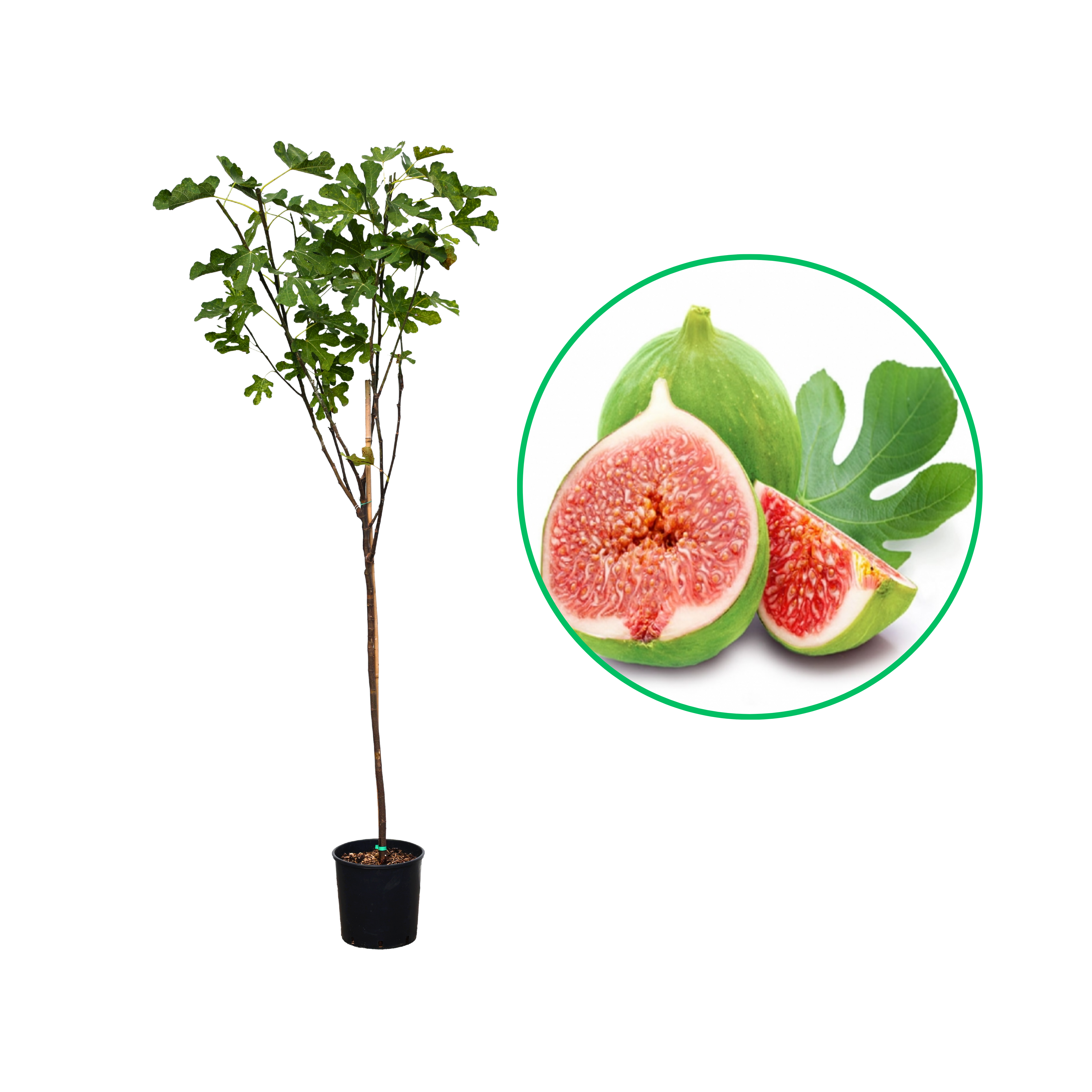 Smochin Dalmatie, Ficus Carica